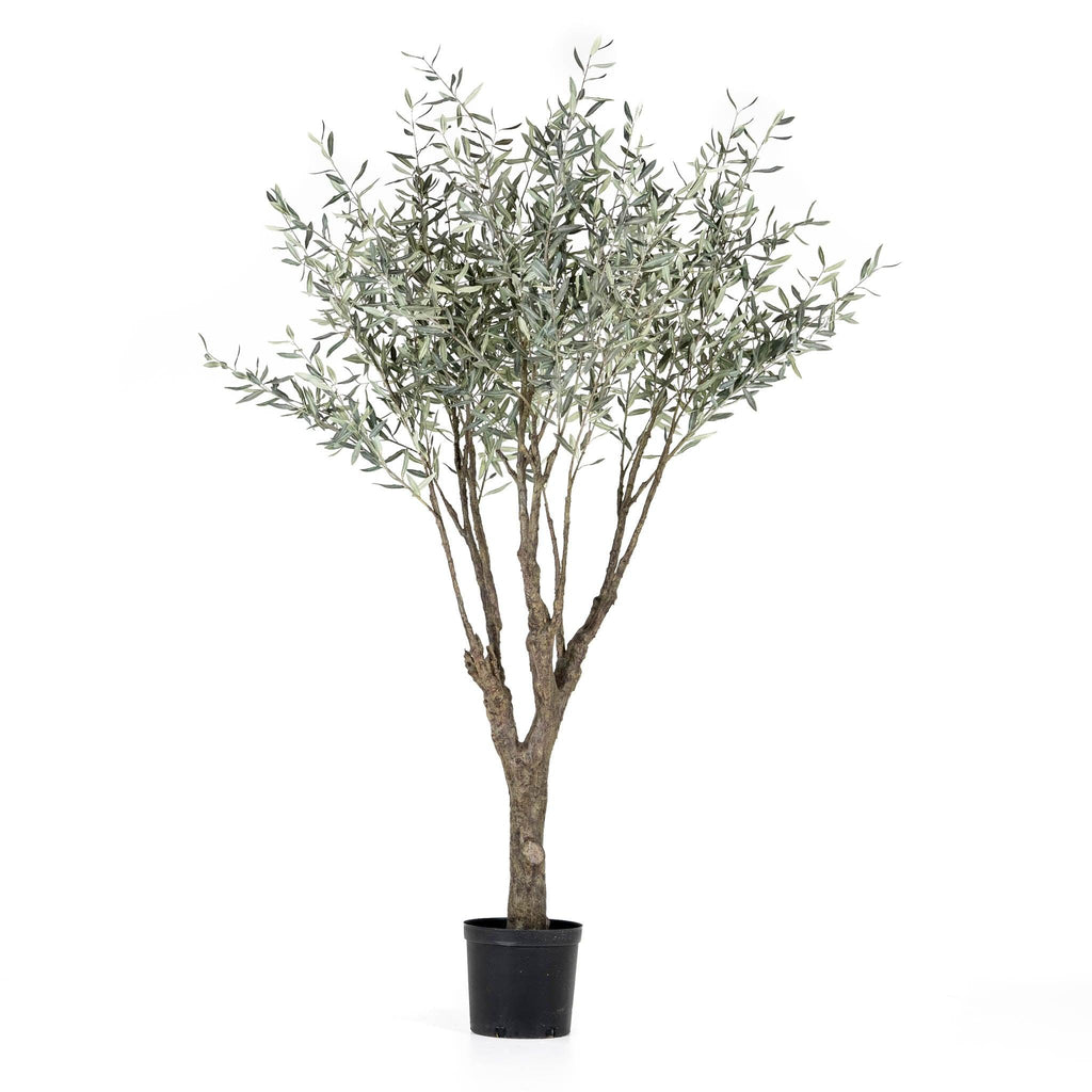 Grand Olive Tree Drop-In 8' - Pure Salt Shoppe