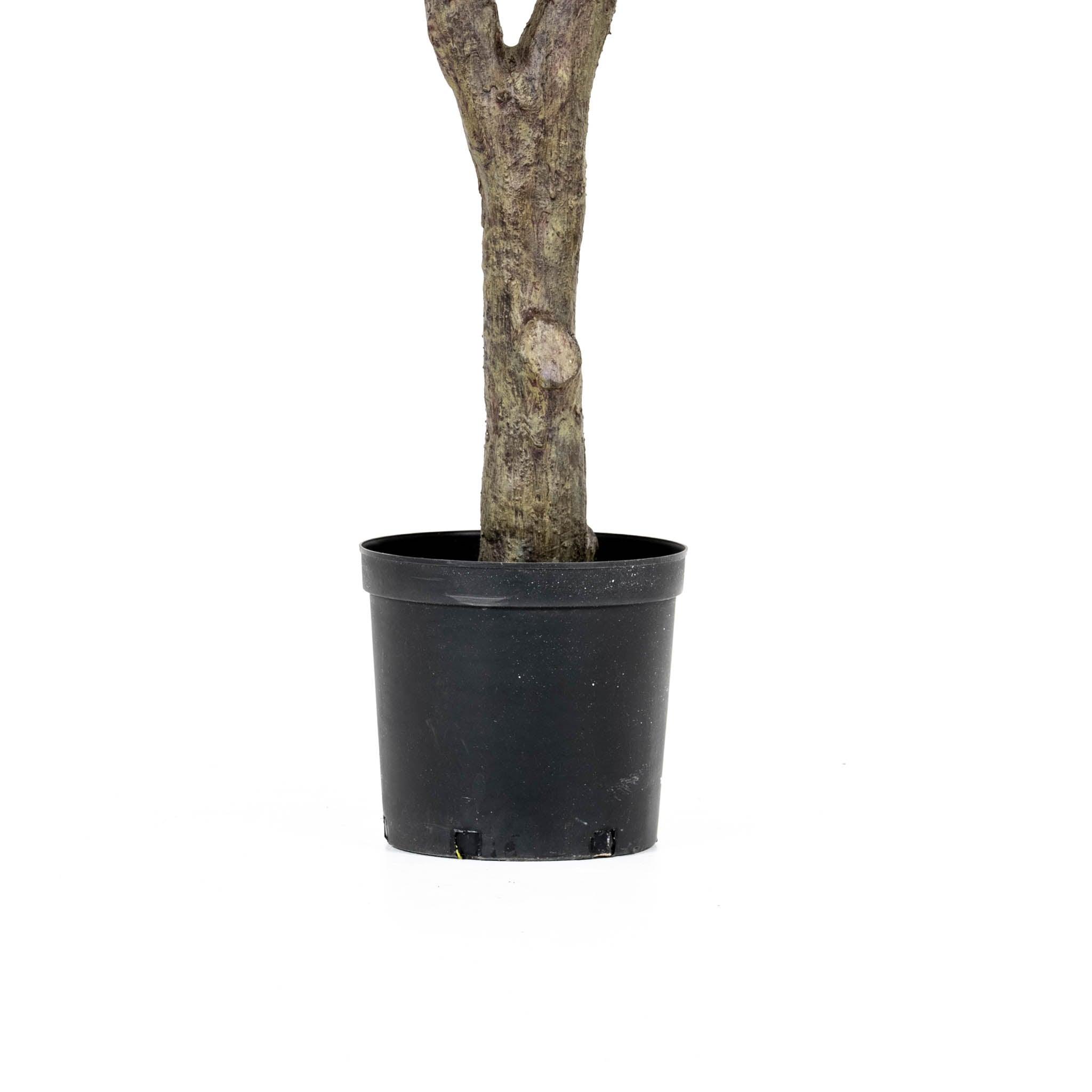 Grand Olive Tree Drop-In 8' - Pure Salt Shoppe