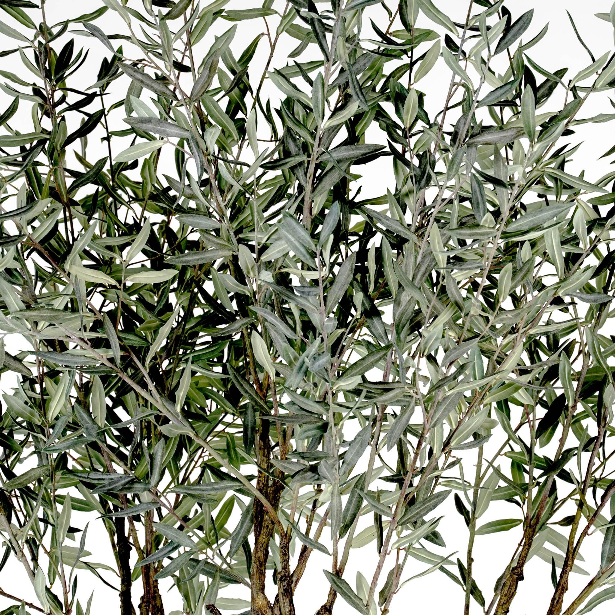 Grand Olive Tree Drop-In 8' - Pure Salt Shoppe