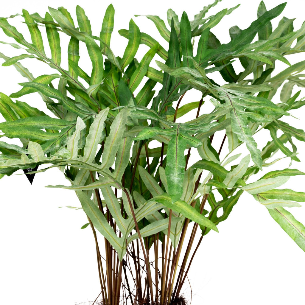 Hare's Foot Fern Potted 36" - Pure Salt Shoppe