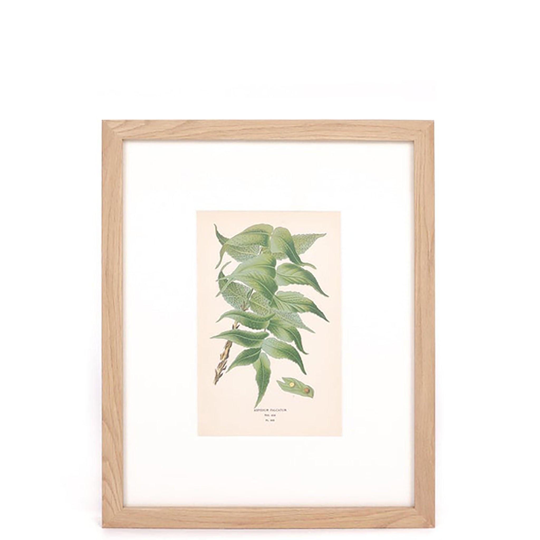 House Holly-Fern Print - Pure Salt Shoppe