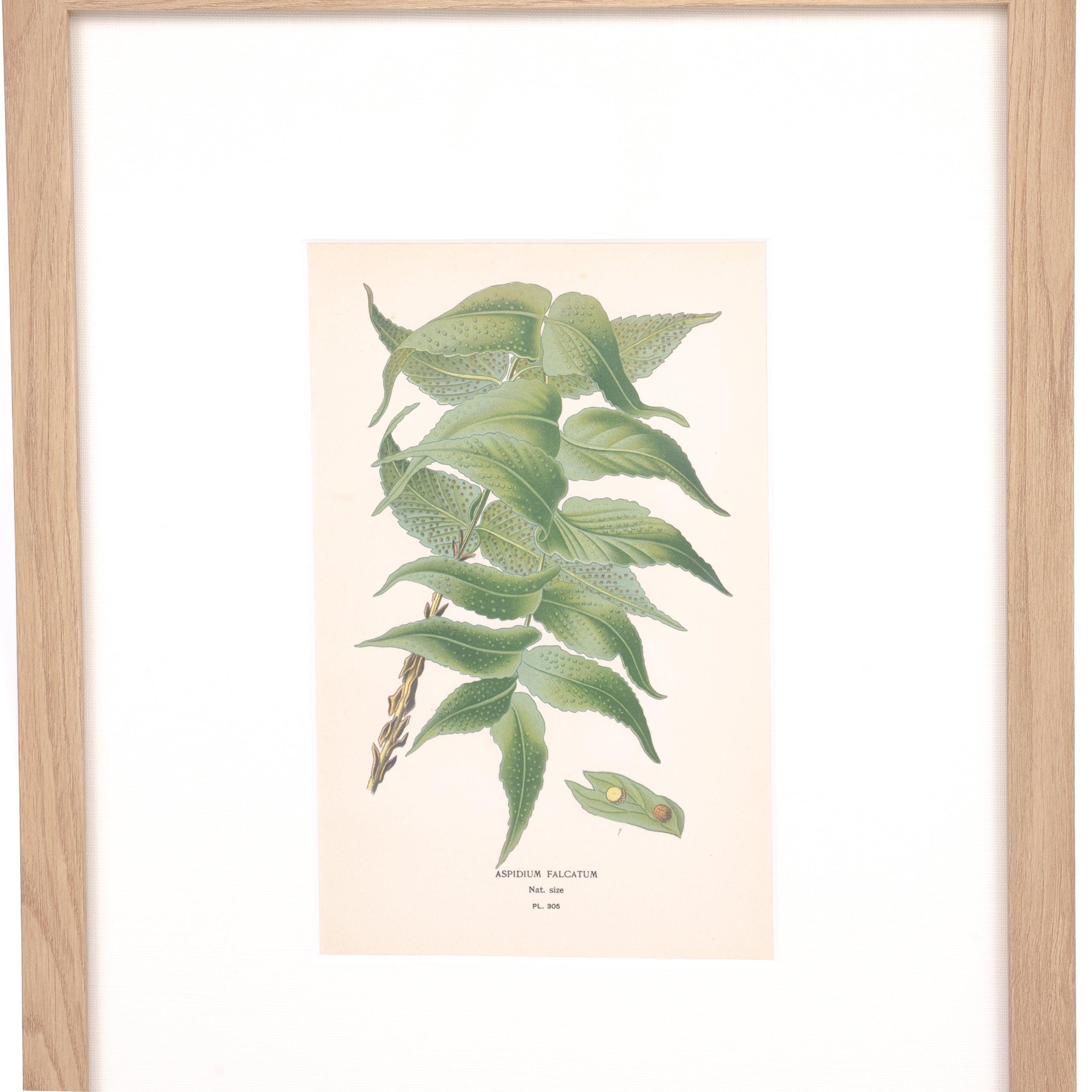 House Holly-Fern Print - Pure Salt Shoppe
