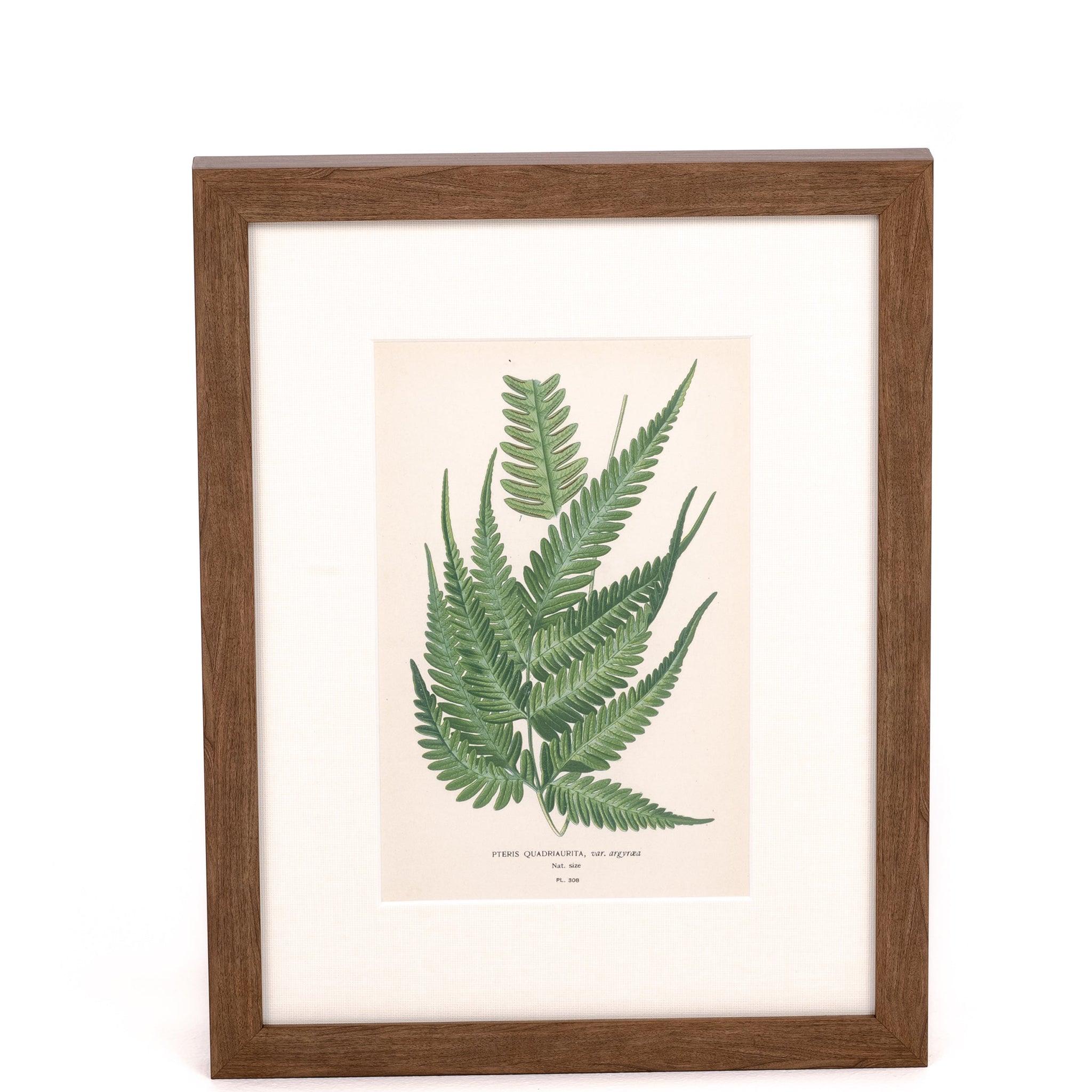 Lace Fern Print - Pure Salt Shoppe