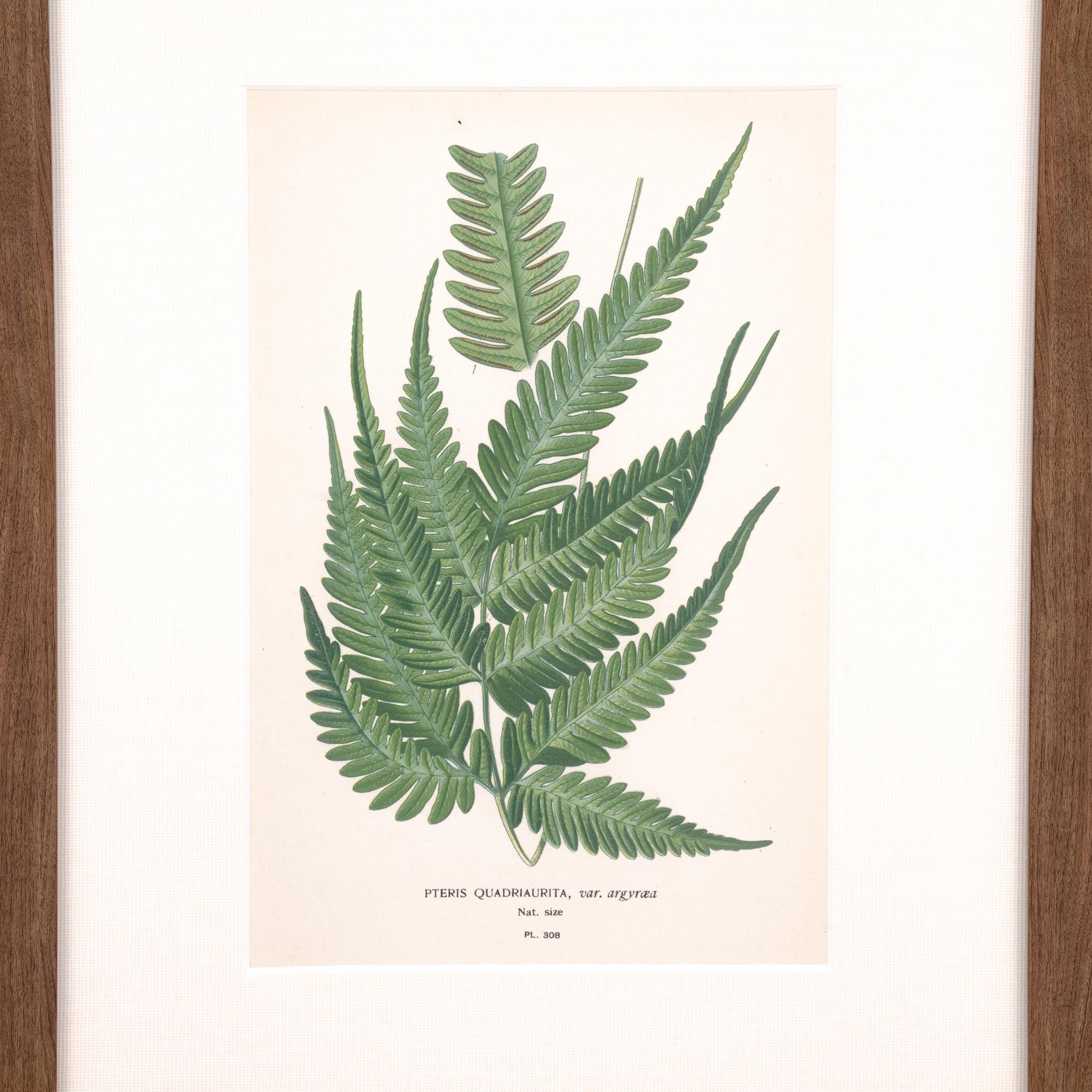 Lace Fern Print - Pure Salt Shoppe