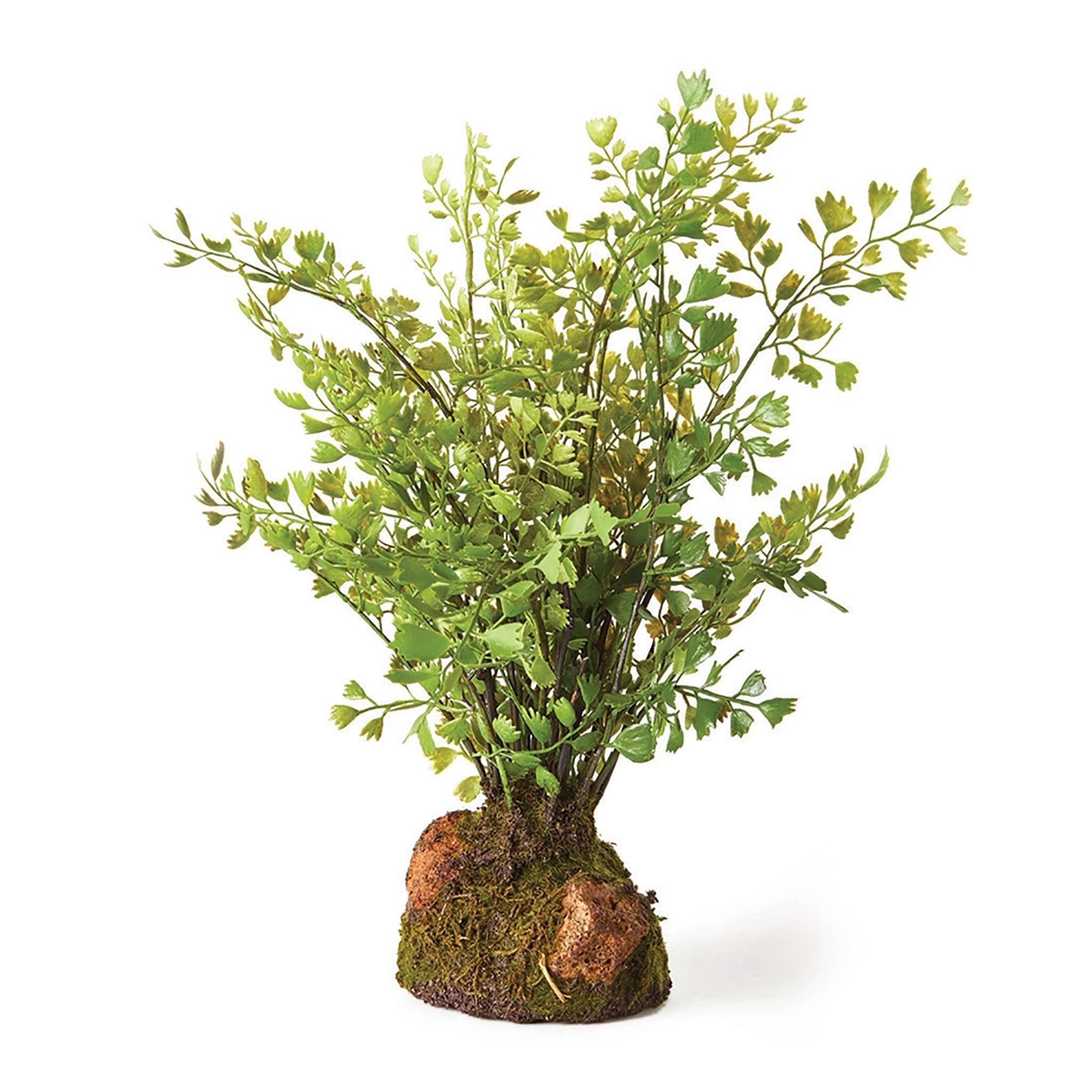 Maiden Hair Drop-In 11" - Pure Salt Shoppe