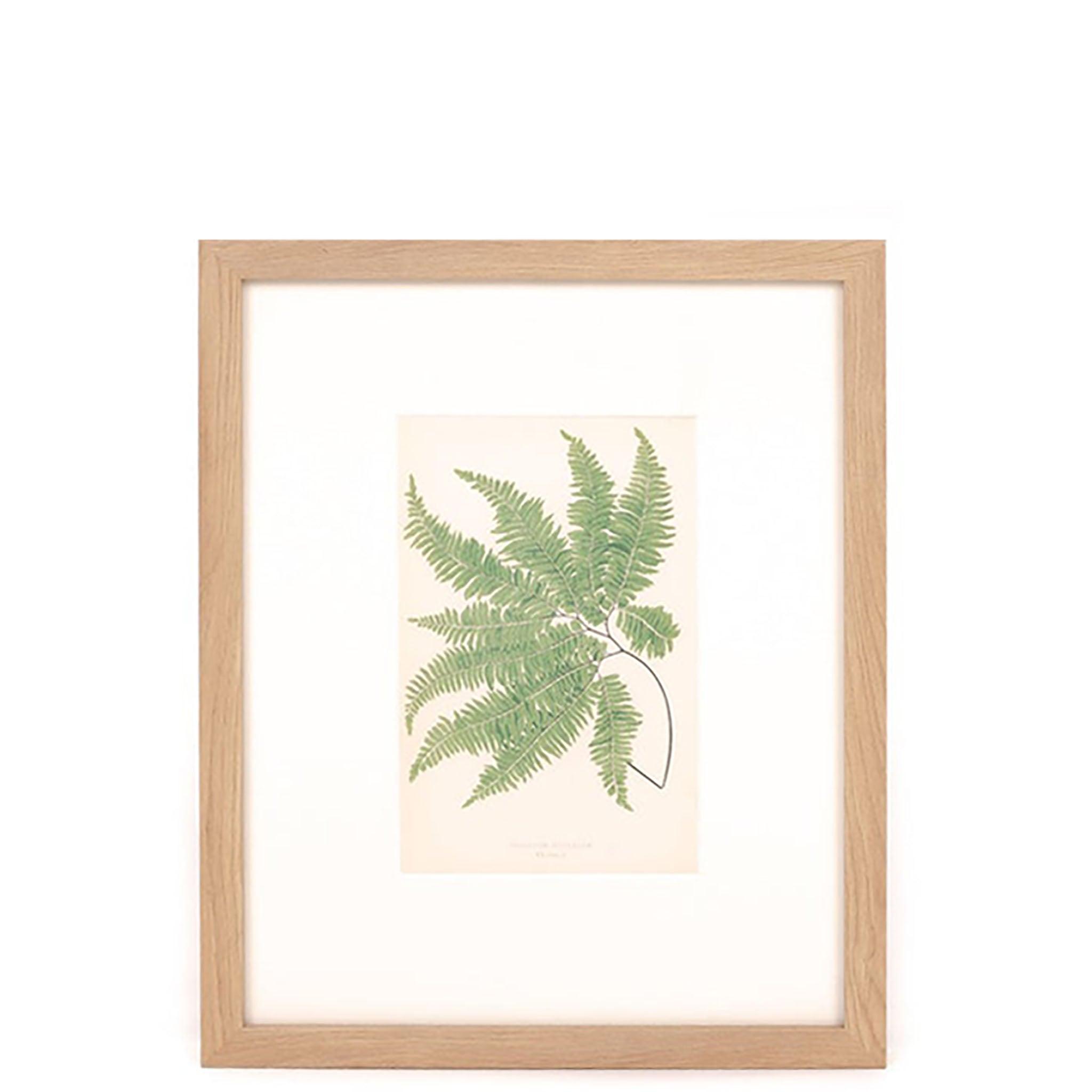 Maiden Hair Print - Pure Salt Shoppe