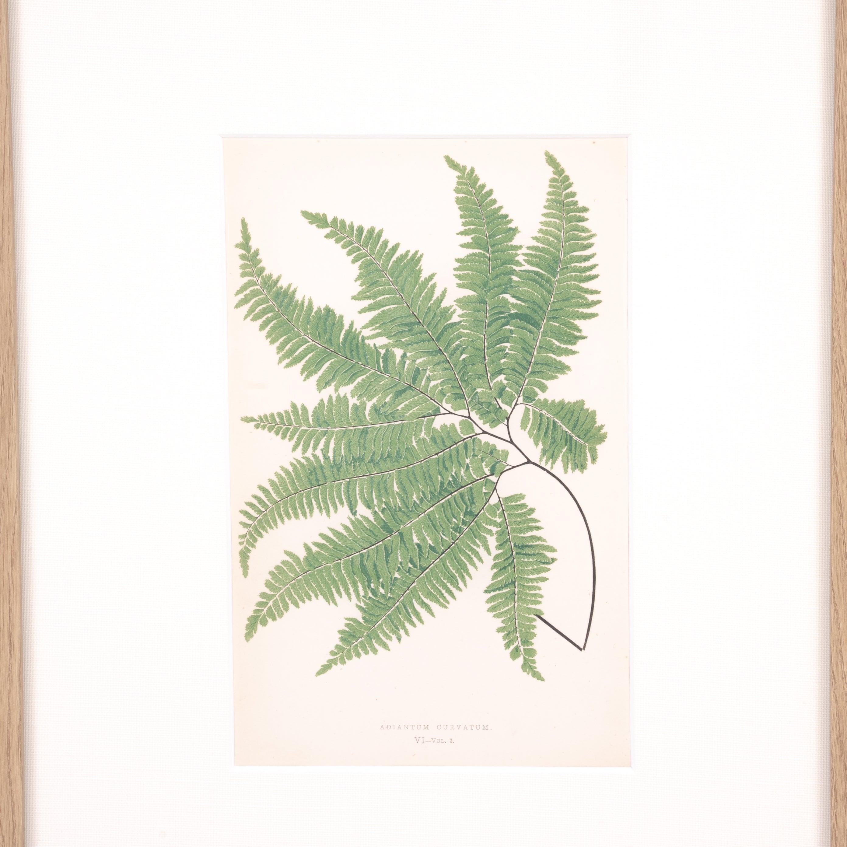 Maiden Hair Print - Pure Salt Shoppe