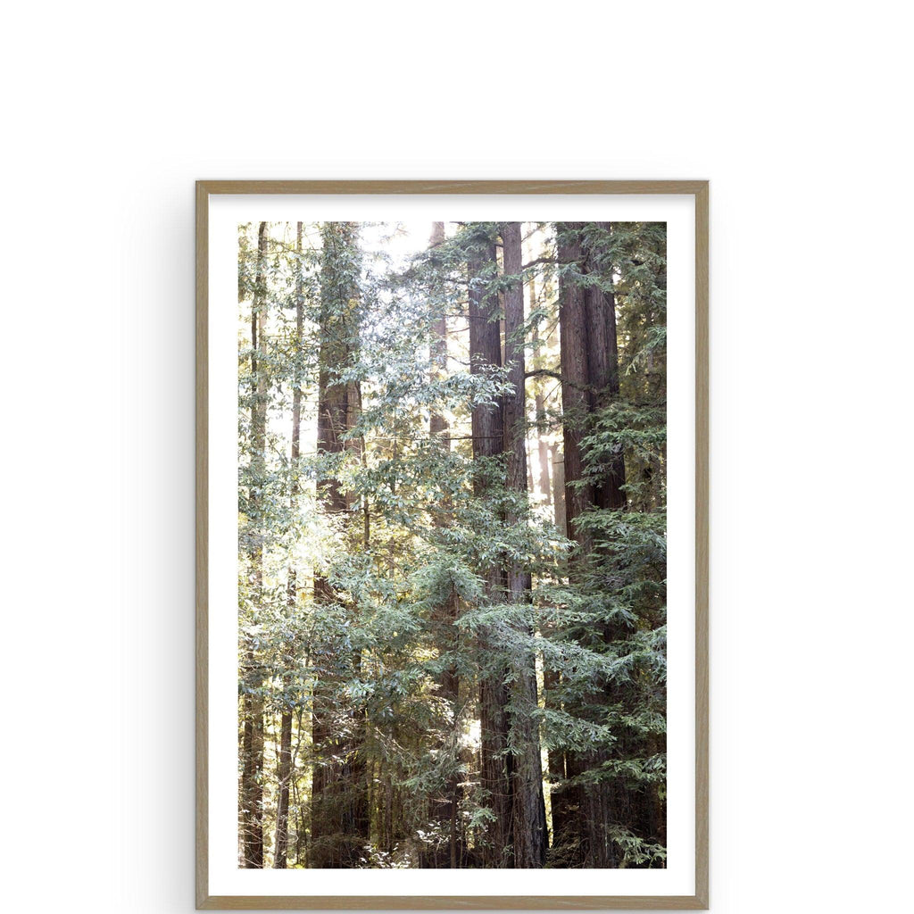Mendocino Redwood by Caroline Pacula - Pure Salt Shoppe