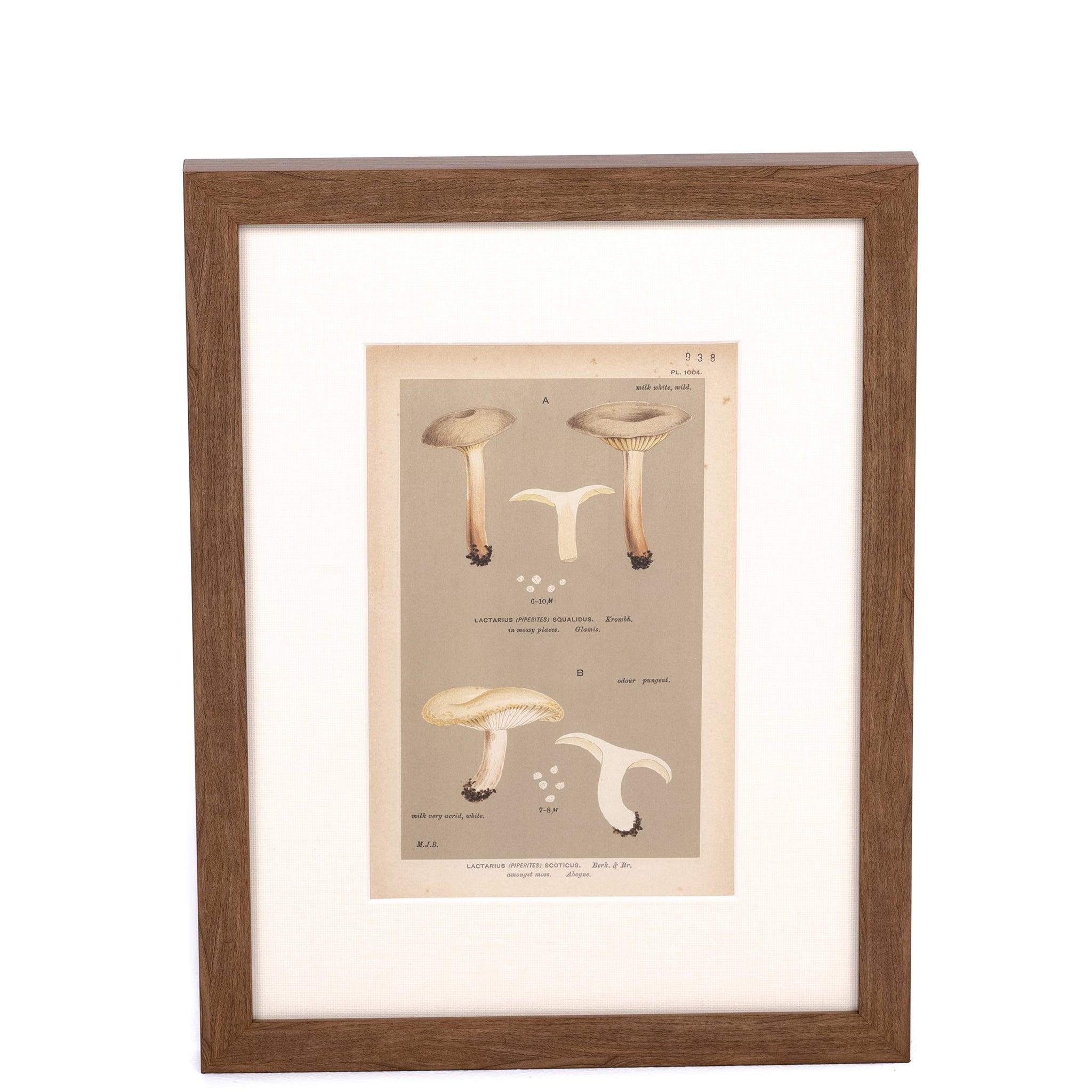 Milk Cap Print - Pure Salt Shoppe