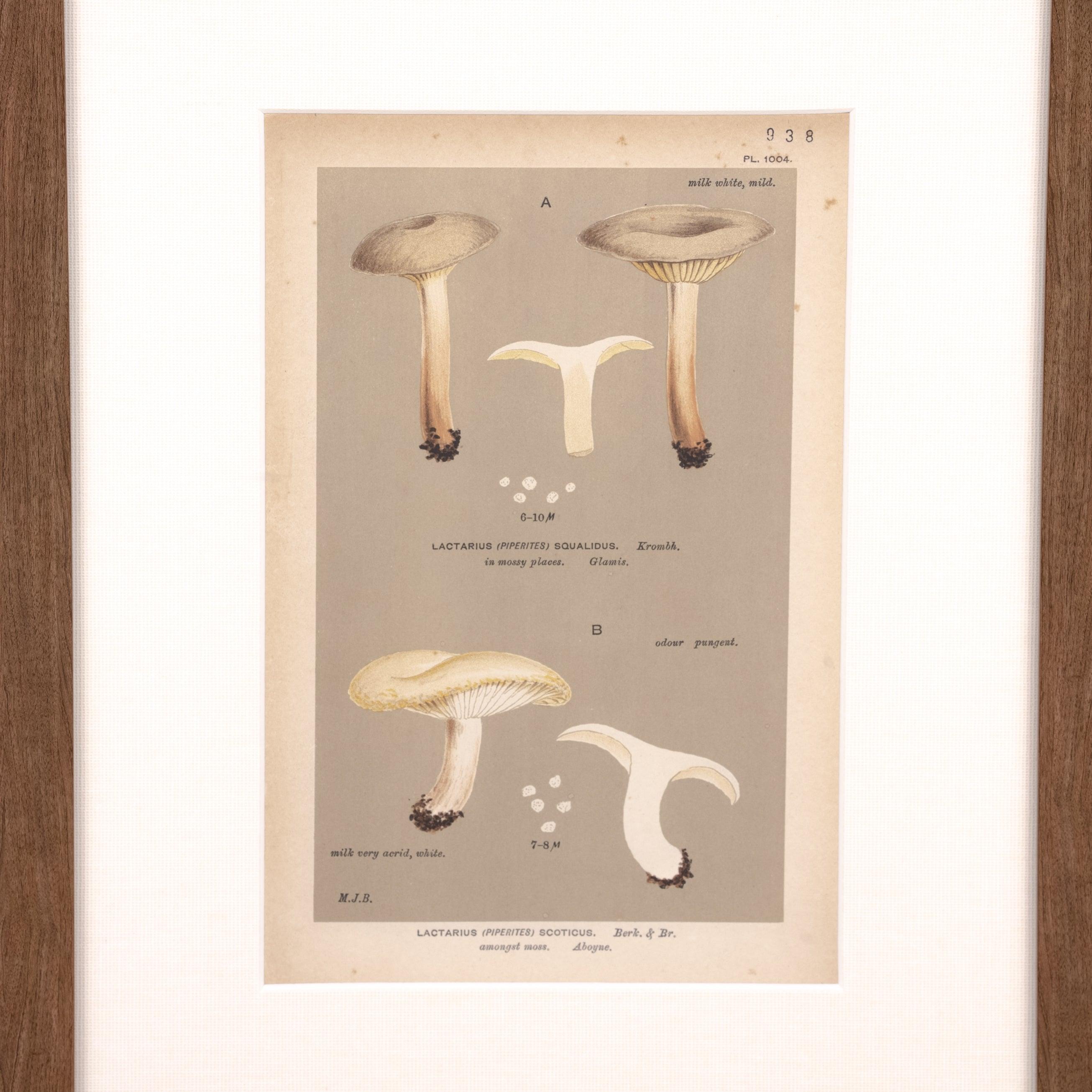 Milk Cap Print - Pure Salt Shoppe