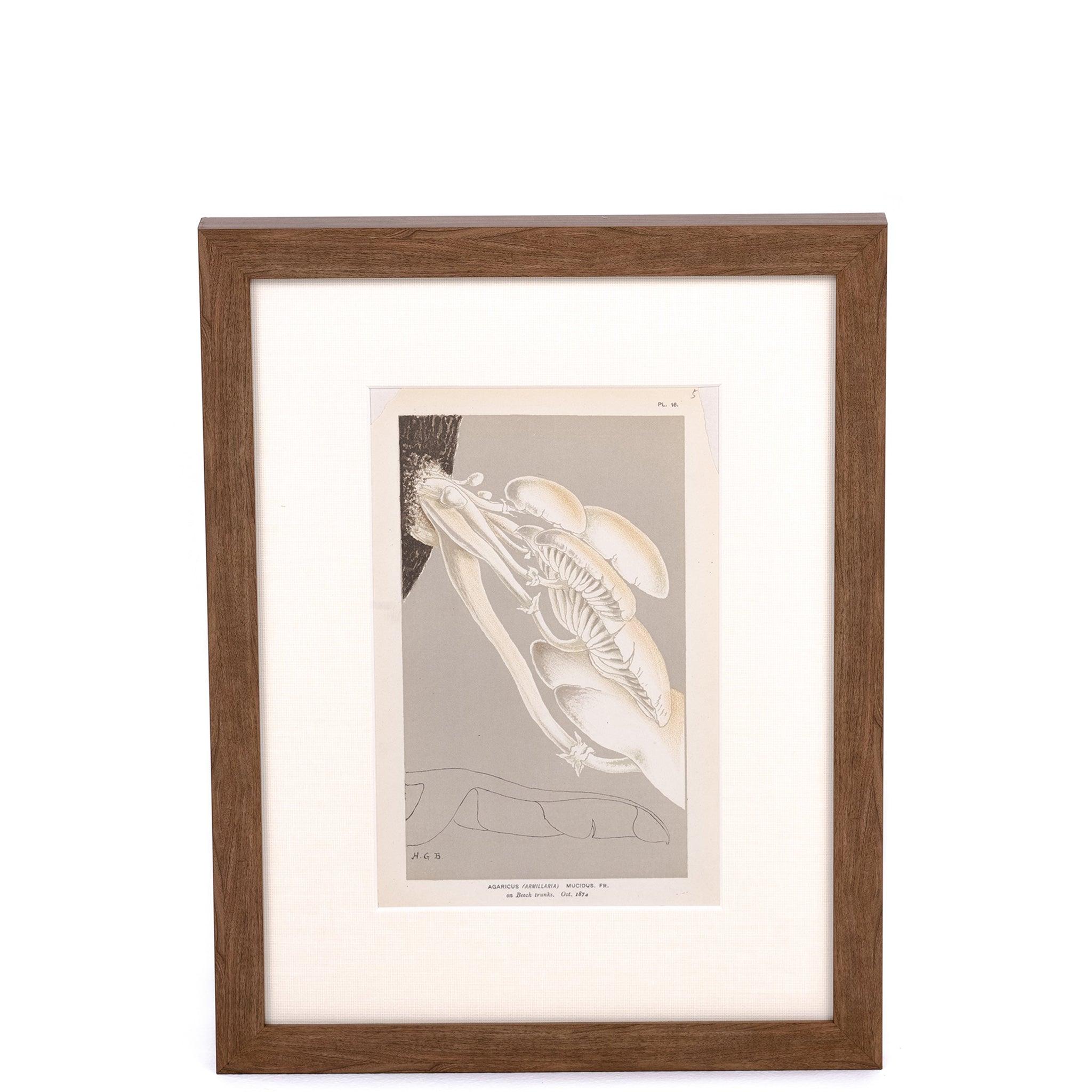 Mushroom Print - Pure Salt Shoppe