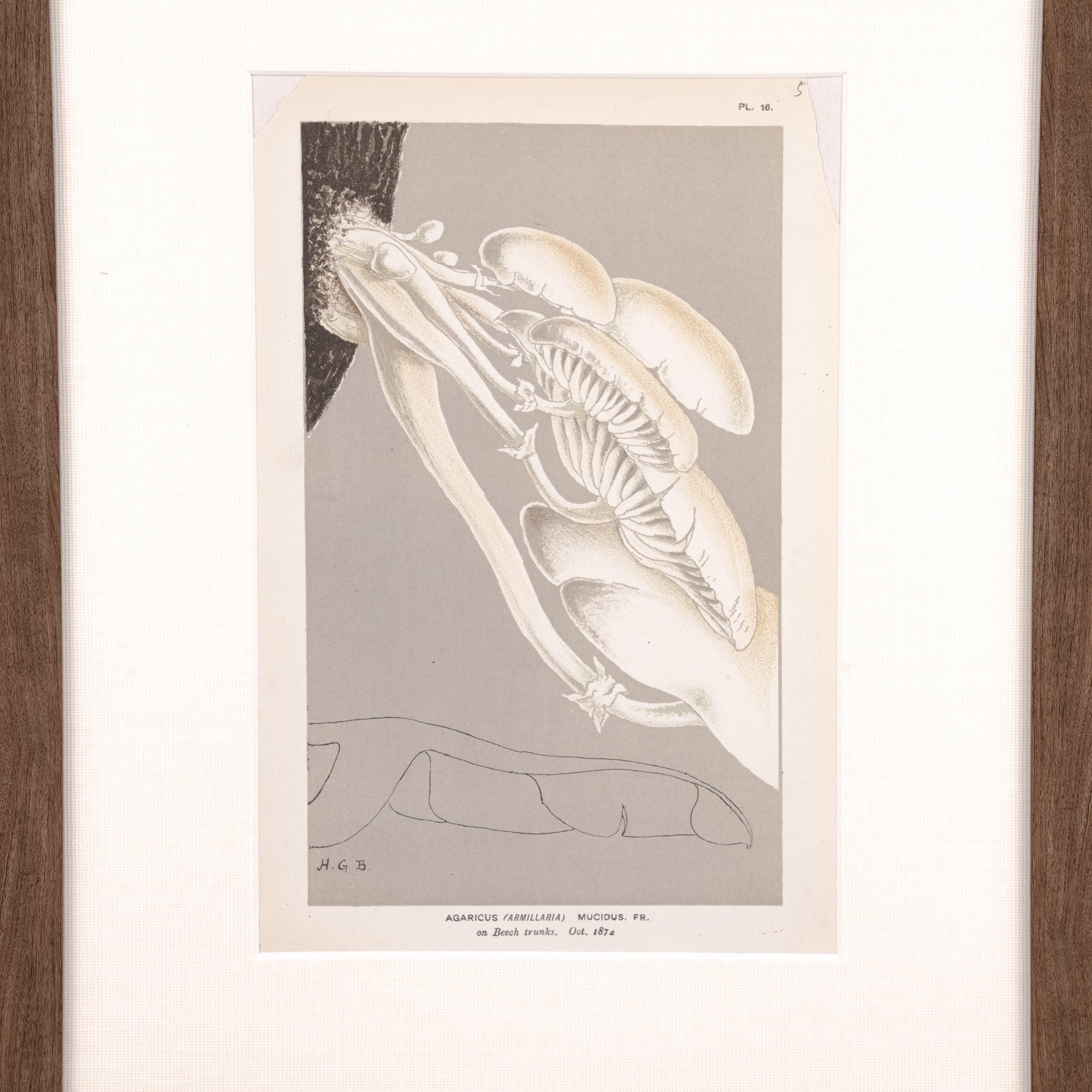 Mushroom Print - Pure Salt Shoppe