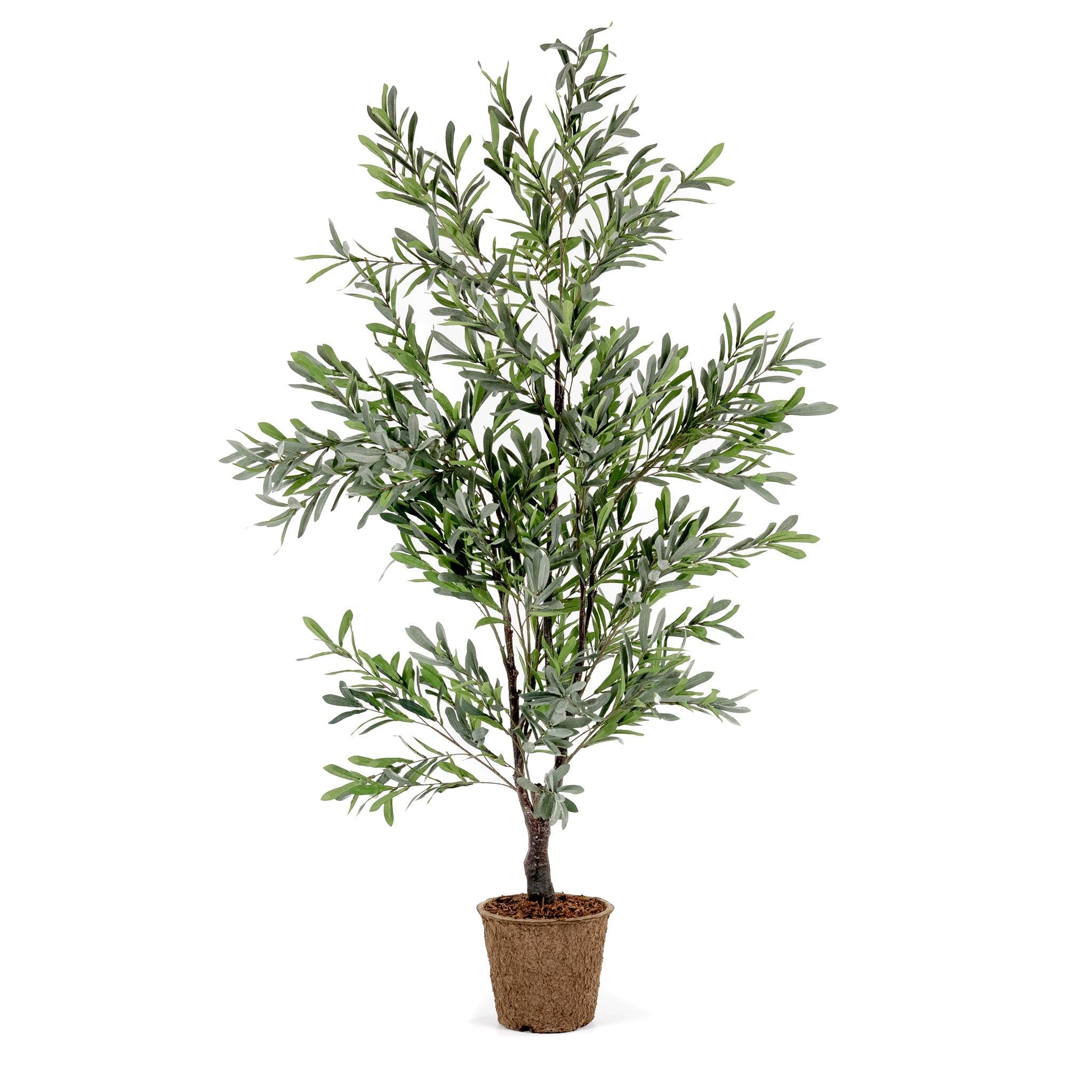 Olive Tree 5.5' - Pure Salt Shoppe