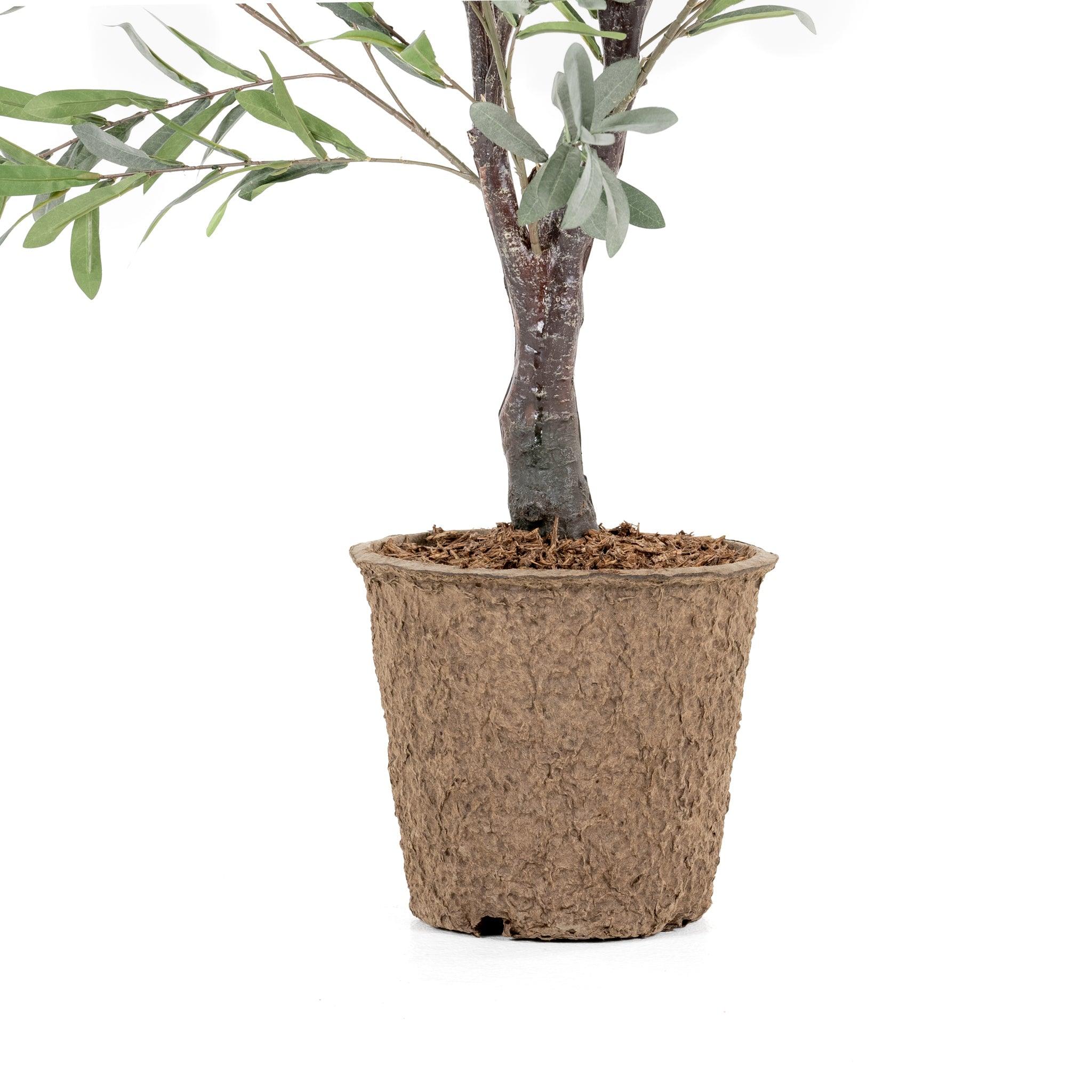 Olive Tree 5.5' - Pure Salt Shoppe