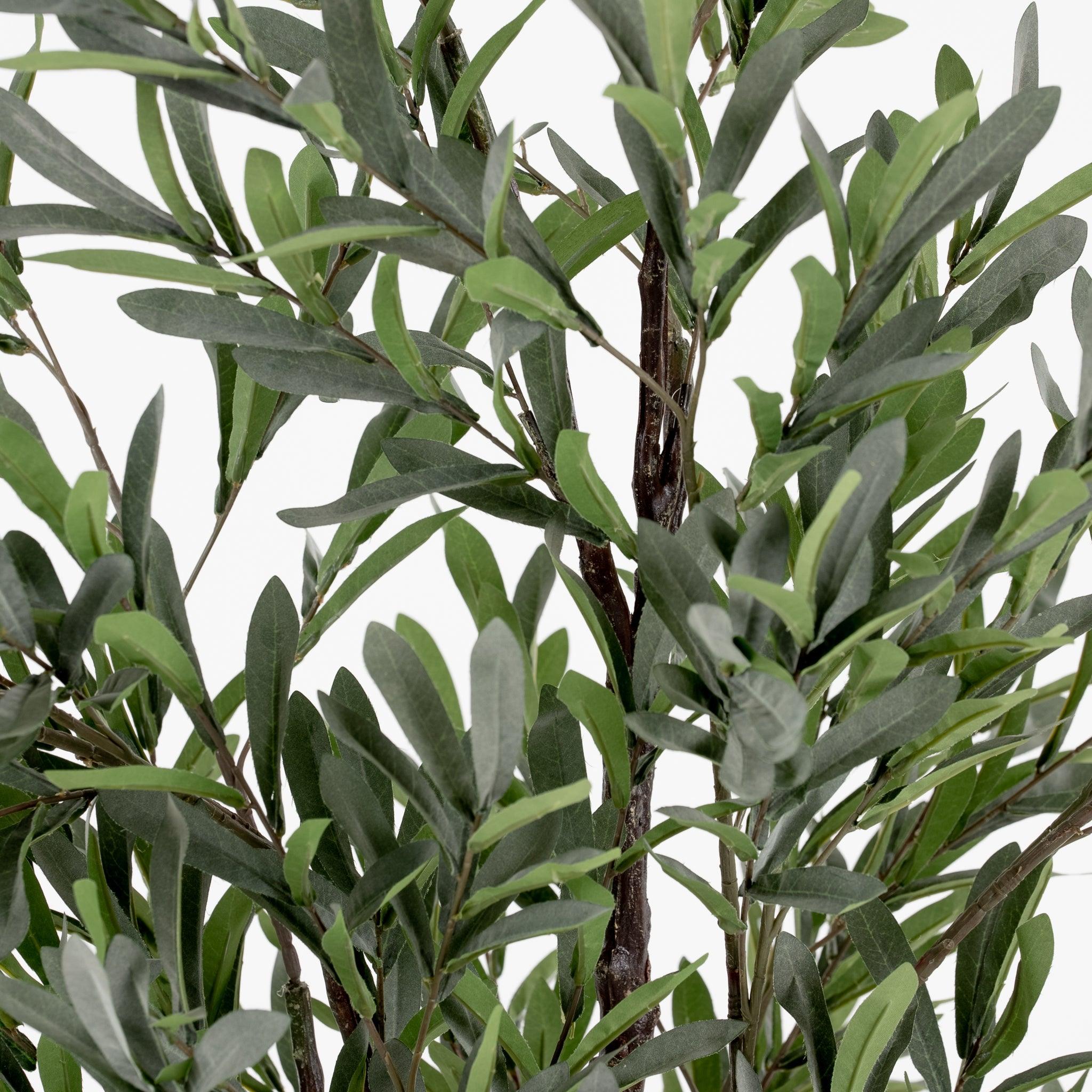 Olive Tree 5.5' - Pure Salt Shoppe