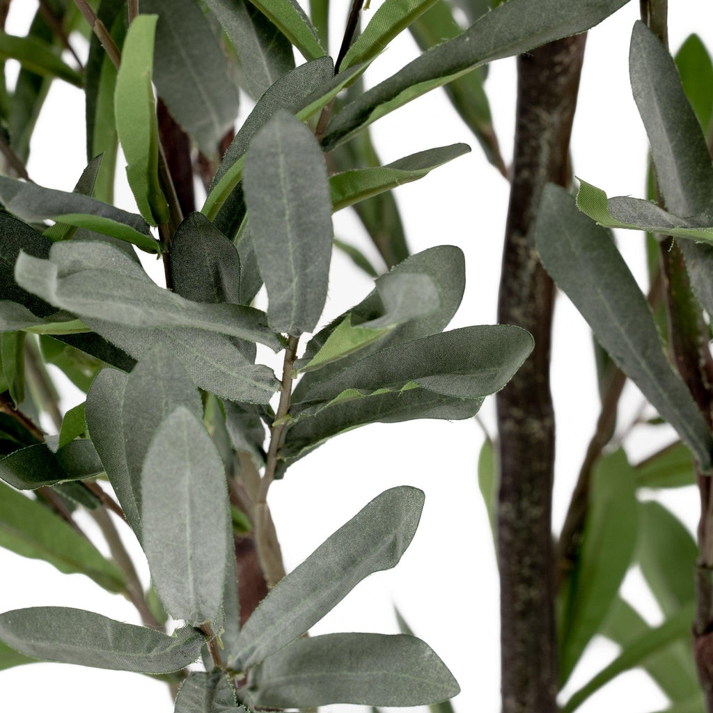 Olive Tree 5.5' - Pure Salt Shoppe