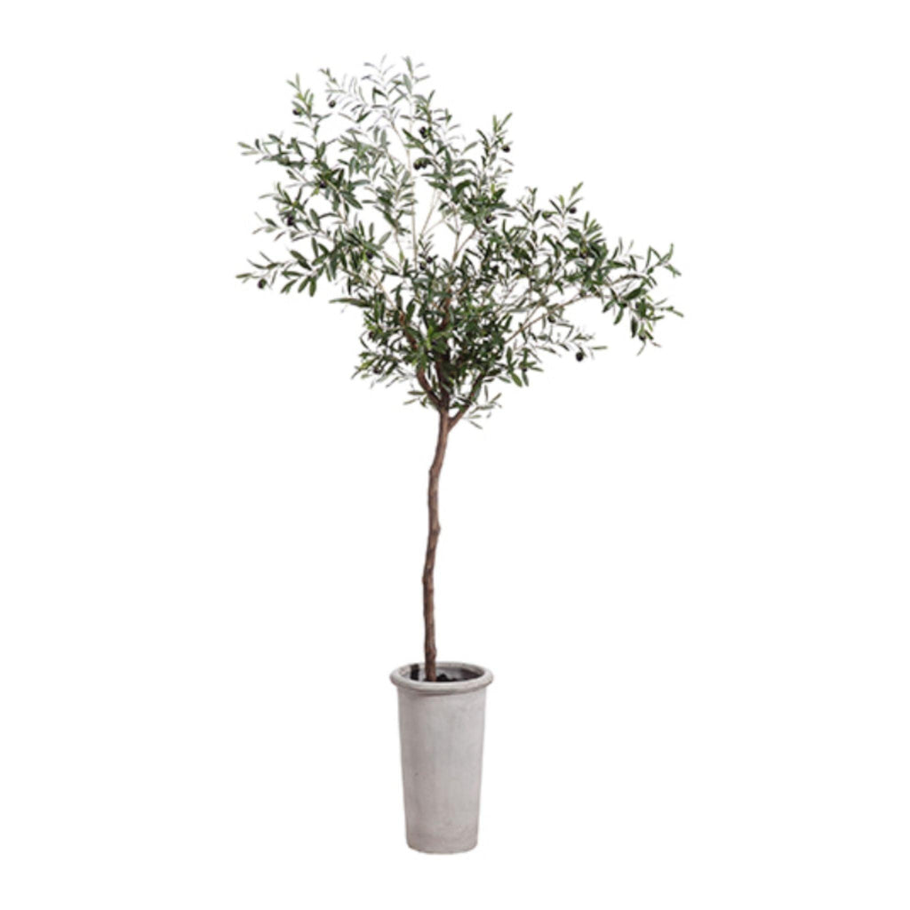 Olive Tree 7.5' - Pure Salt Shoppe