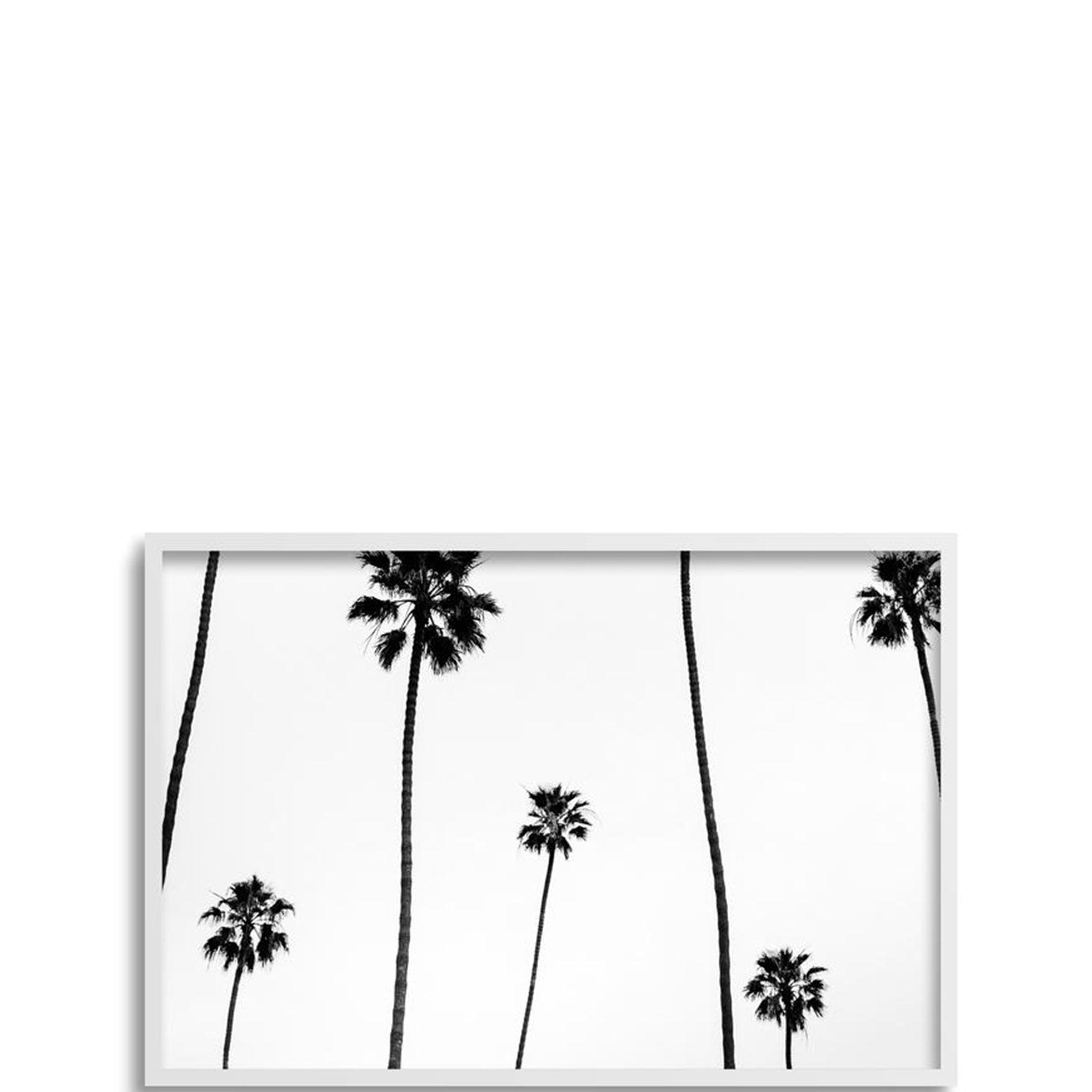 Palm Shadows - Pure Salt Shoppe