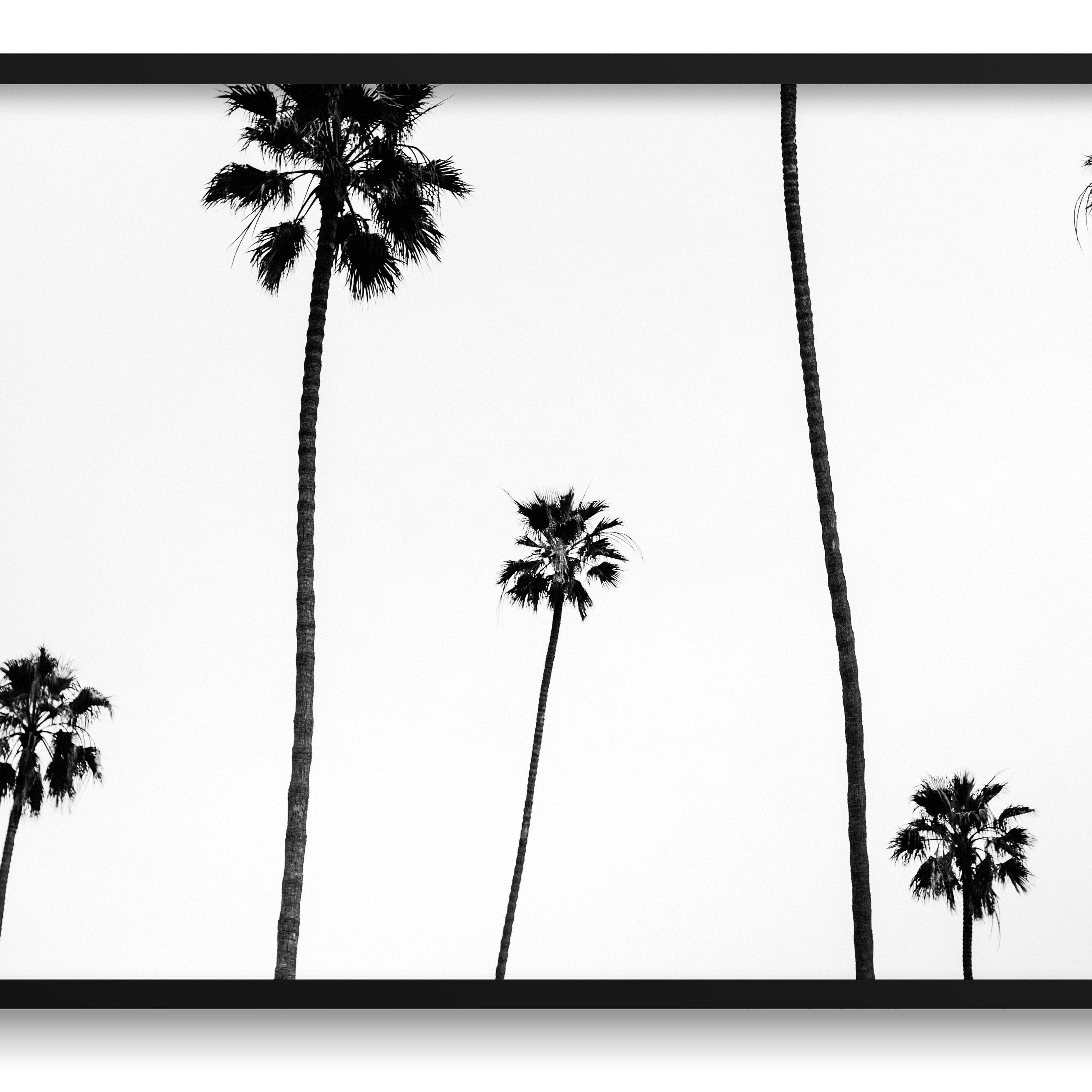 Palm Shadows - Pure Salt Shoppe