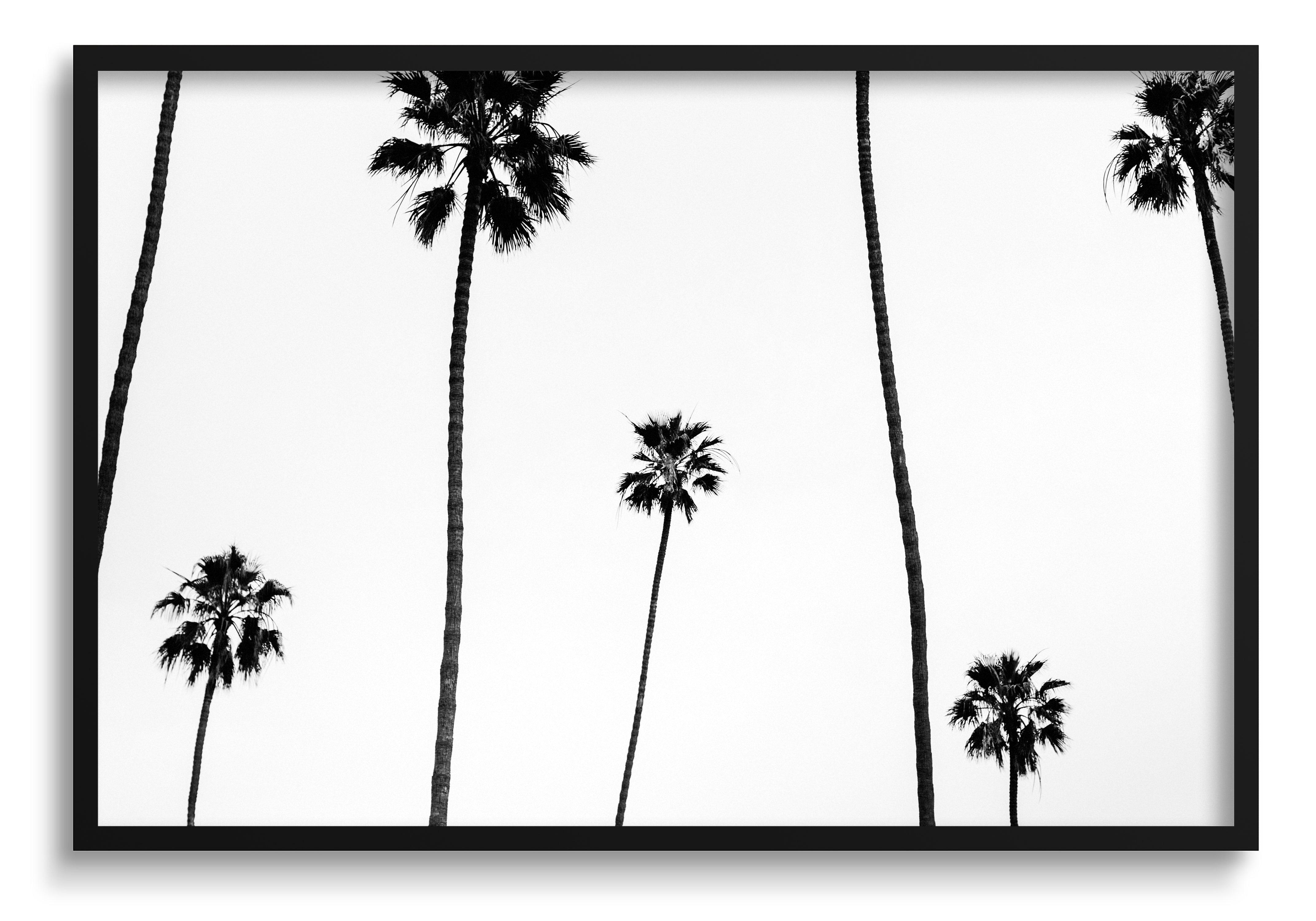 Palm Shadows - Pure Salt Shoppe