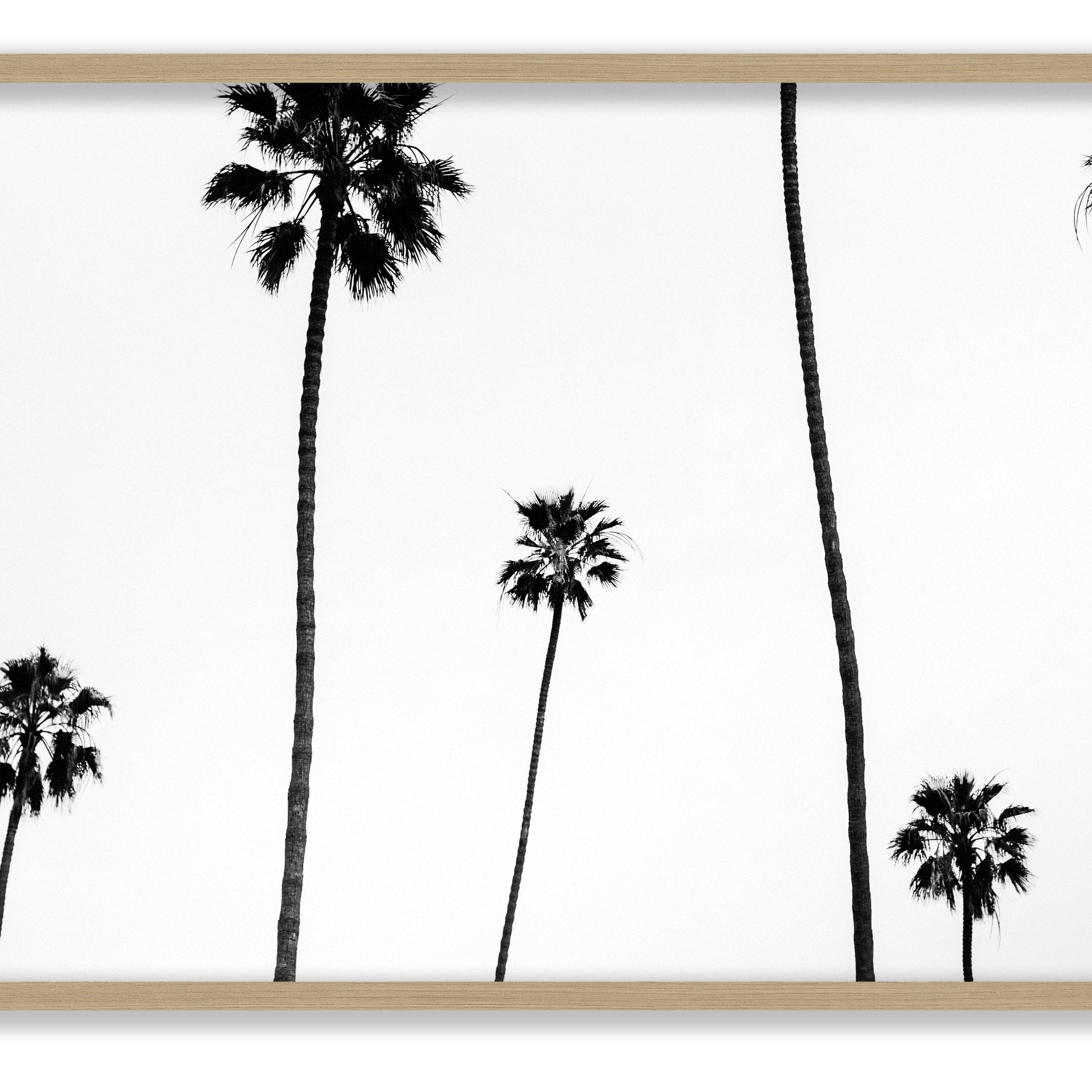 Palm Shadows - Pure Salt Shoppe