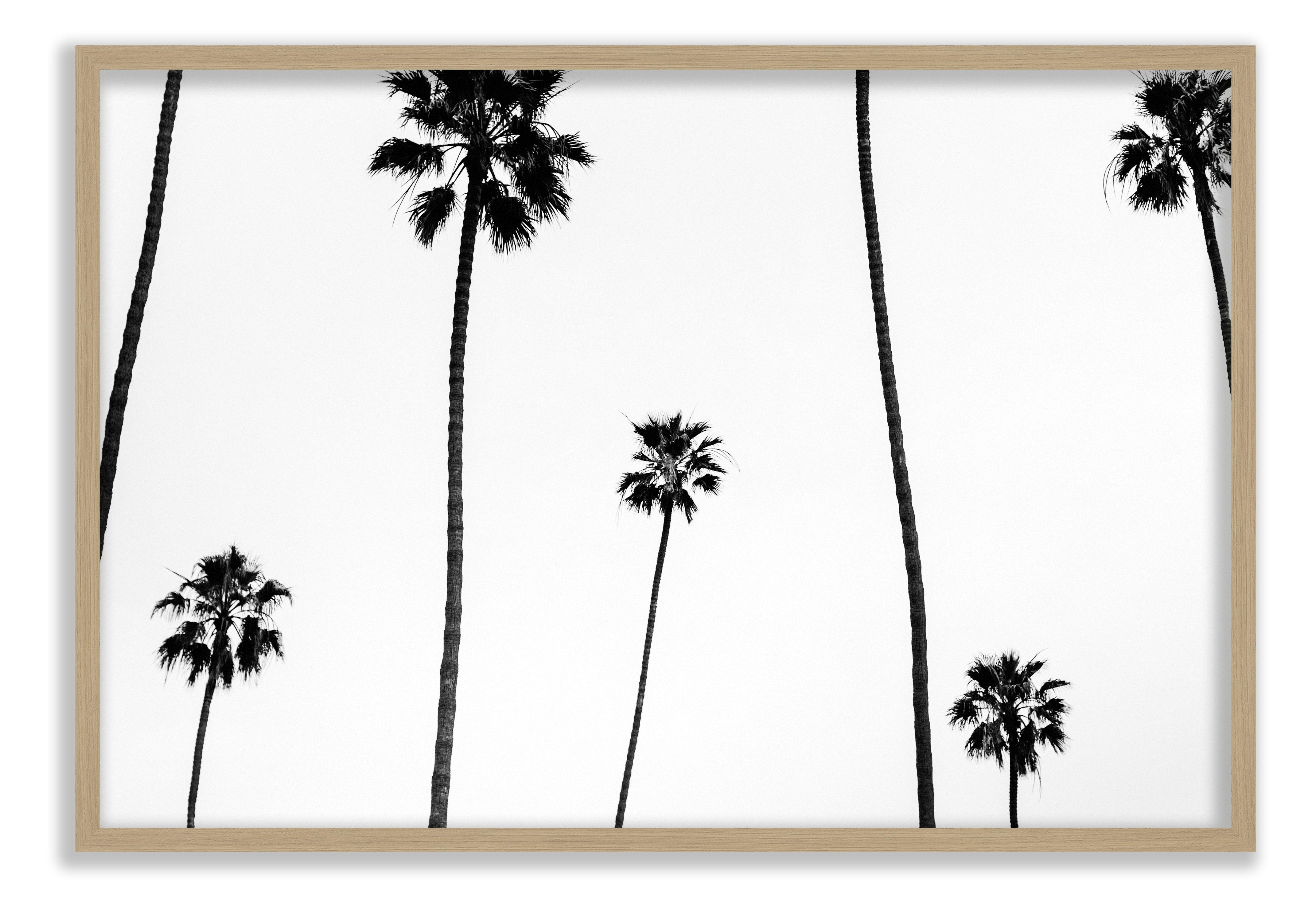 Palm Shadows - Pure Salt Shoppe