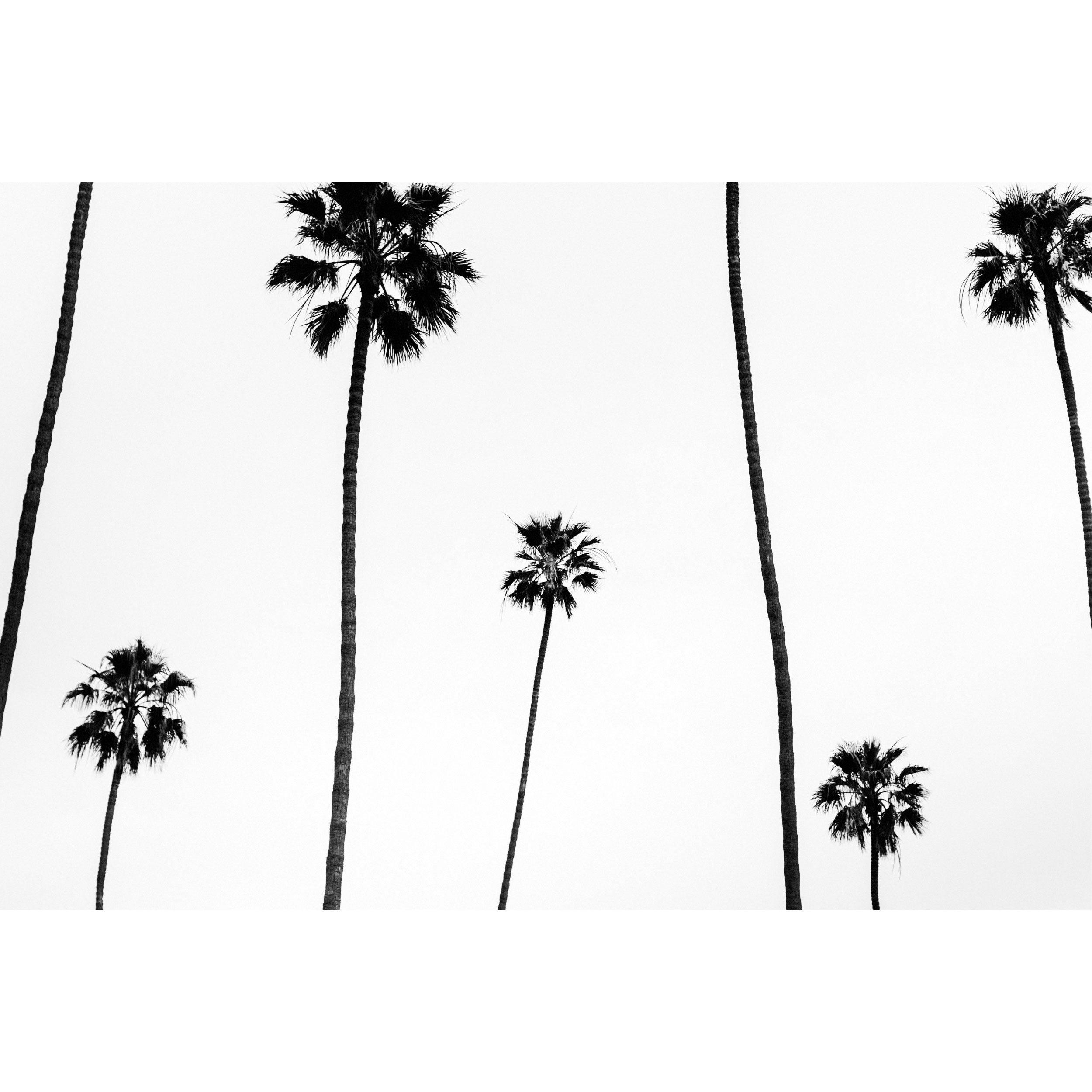 Palm Shadows - Pure Salt Shoppe