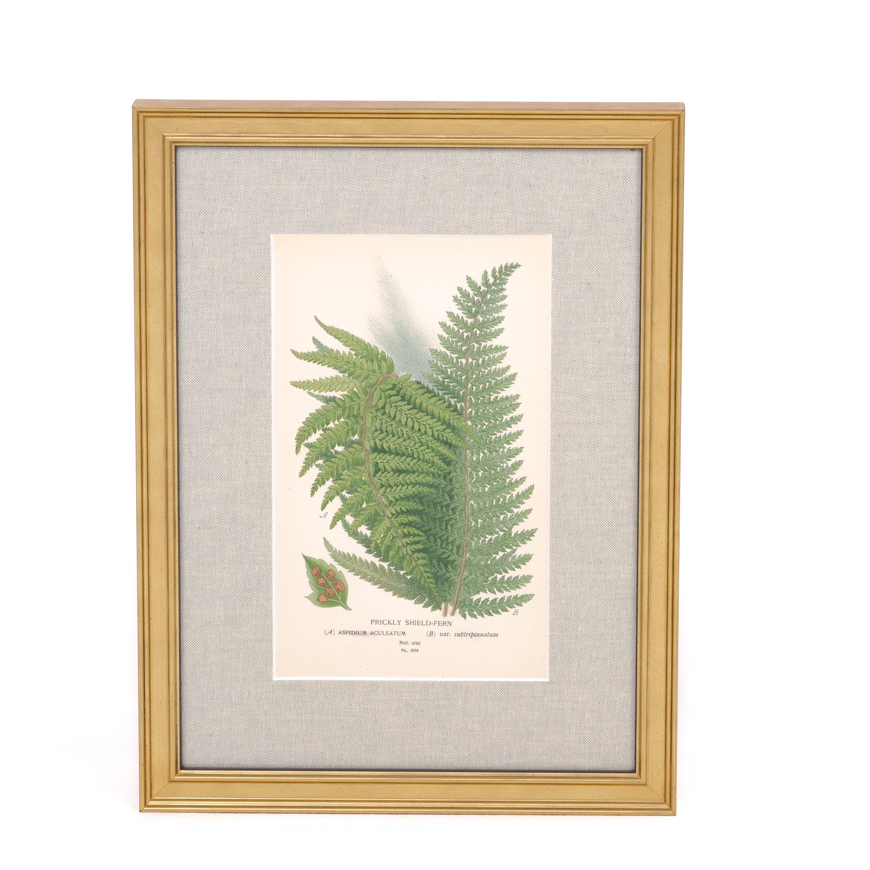 Prickly Shield Fern Print - Pure Salt Shoppe