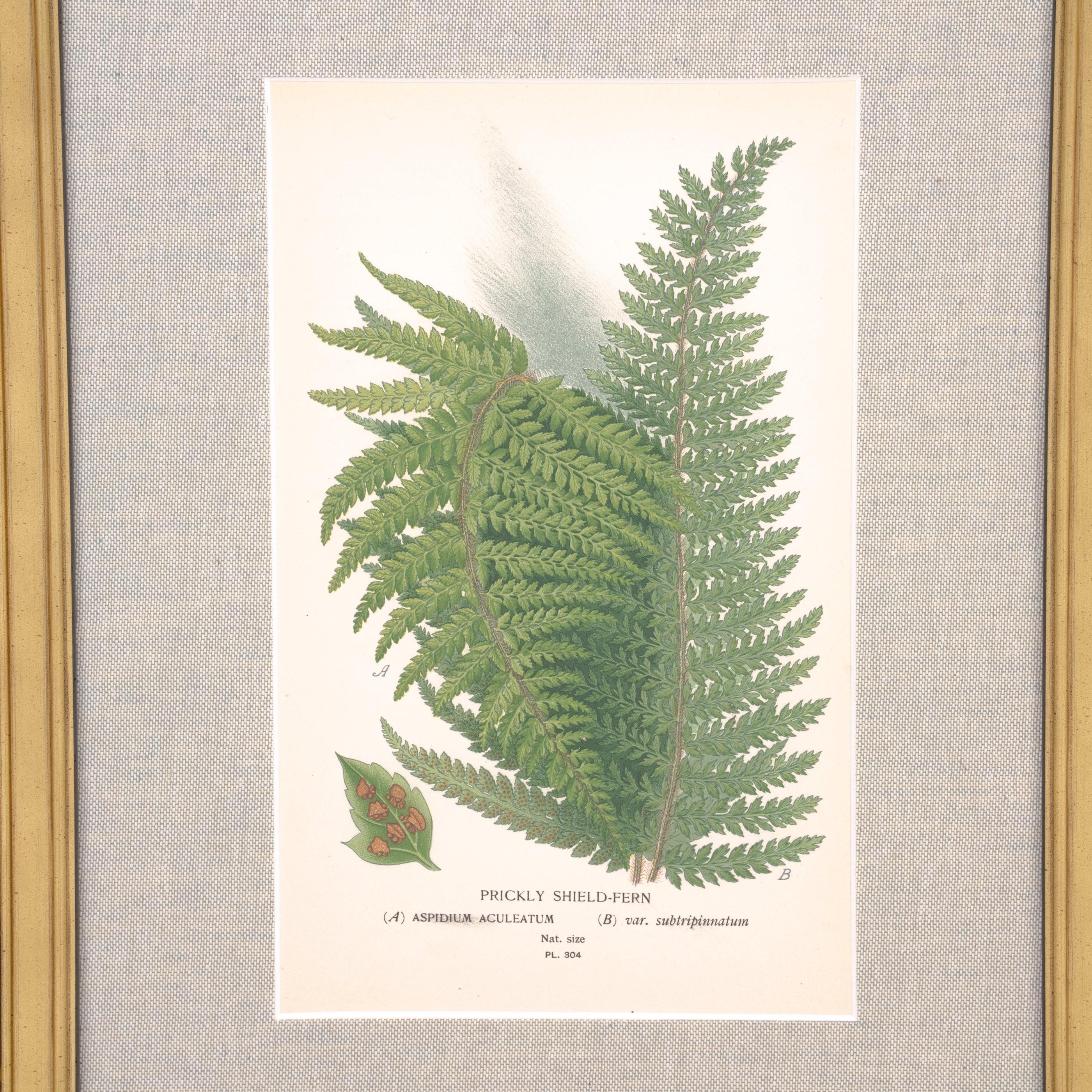 Prickly Shield Fern Print - Pure Salt Shoppe