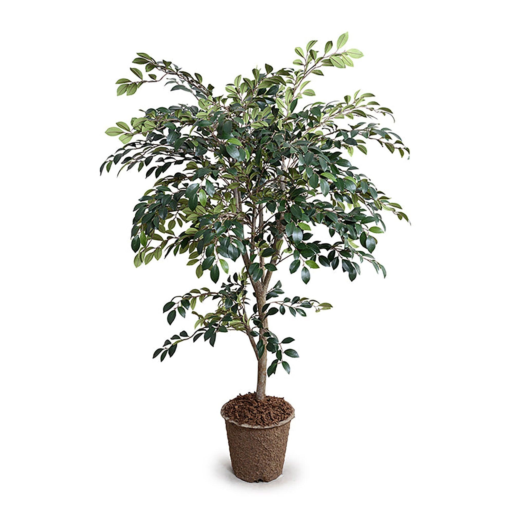 Ruscus Tree 56" - Pure Salt Shoppe