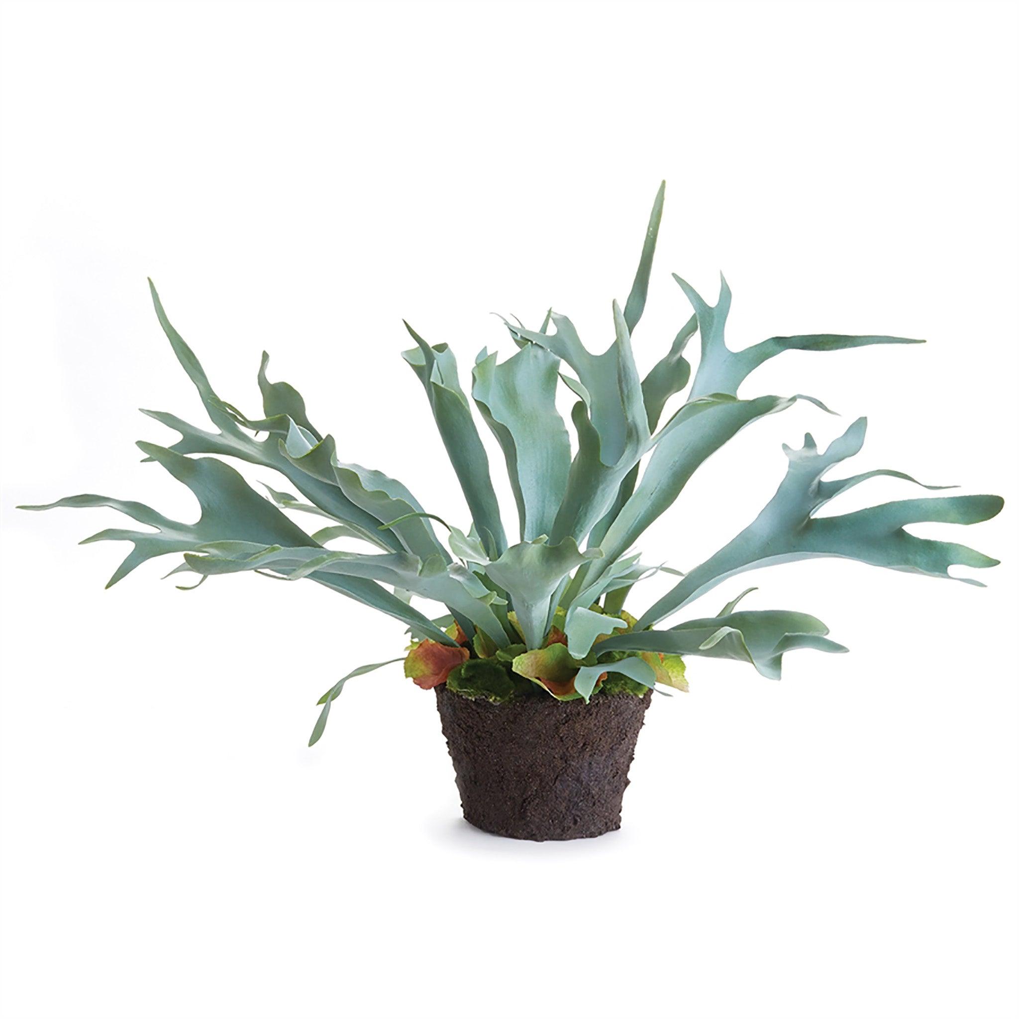 Staghorn Fern Drop-In 21" - Pure Salt Shoppe