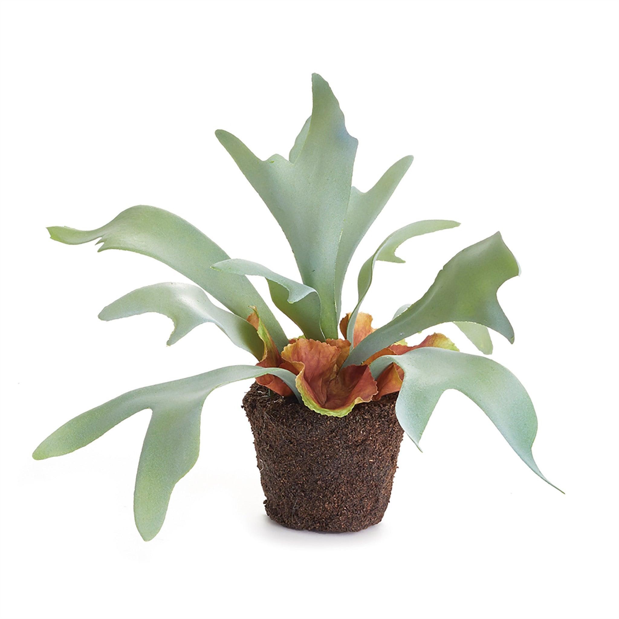 Staghorn Fern Drop-in 9" - Pure Salt Shoppe