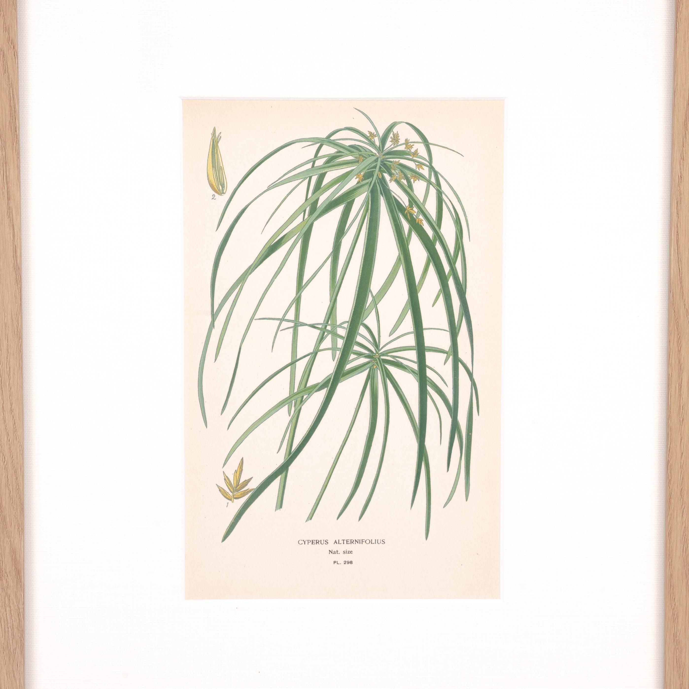 Umbrella Palm Print - Pure Salt Shoppe