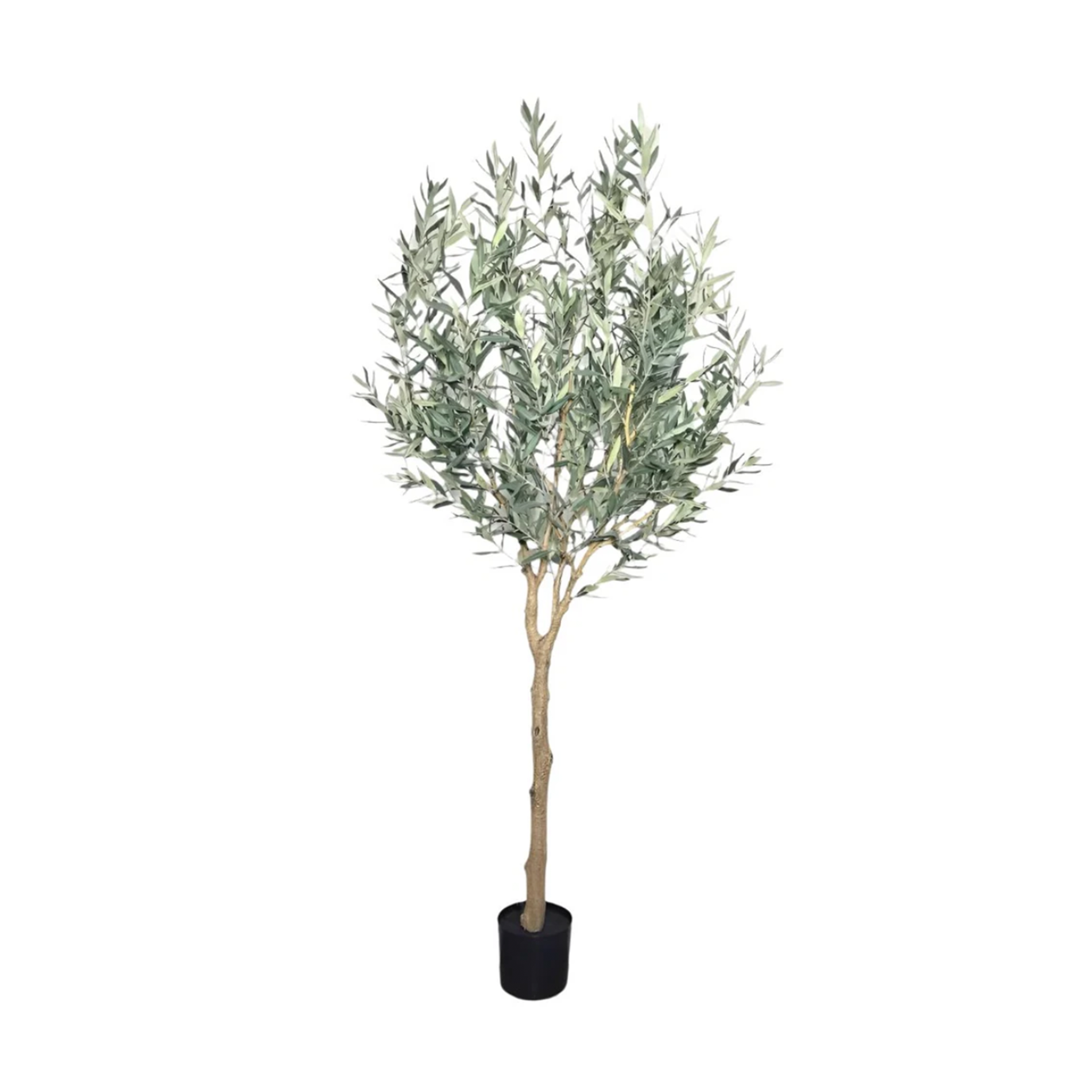 6' Olive Tree