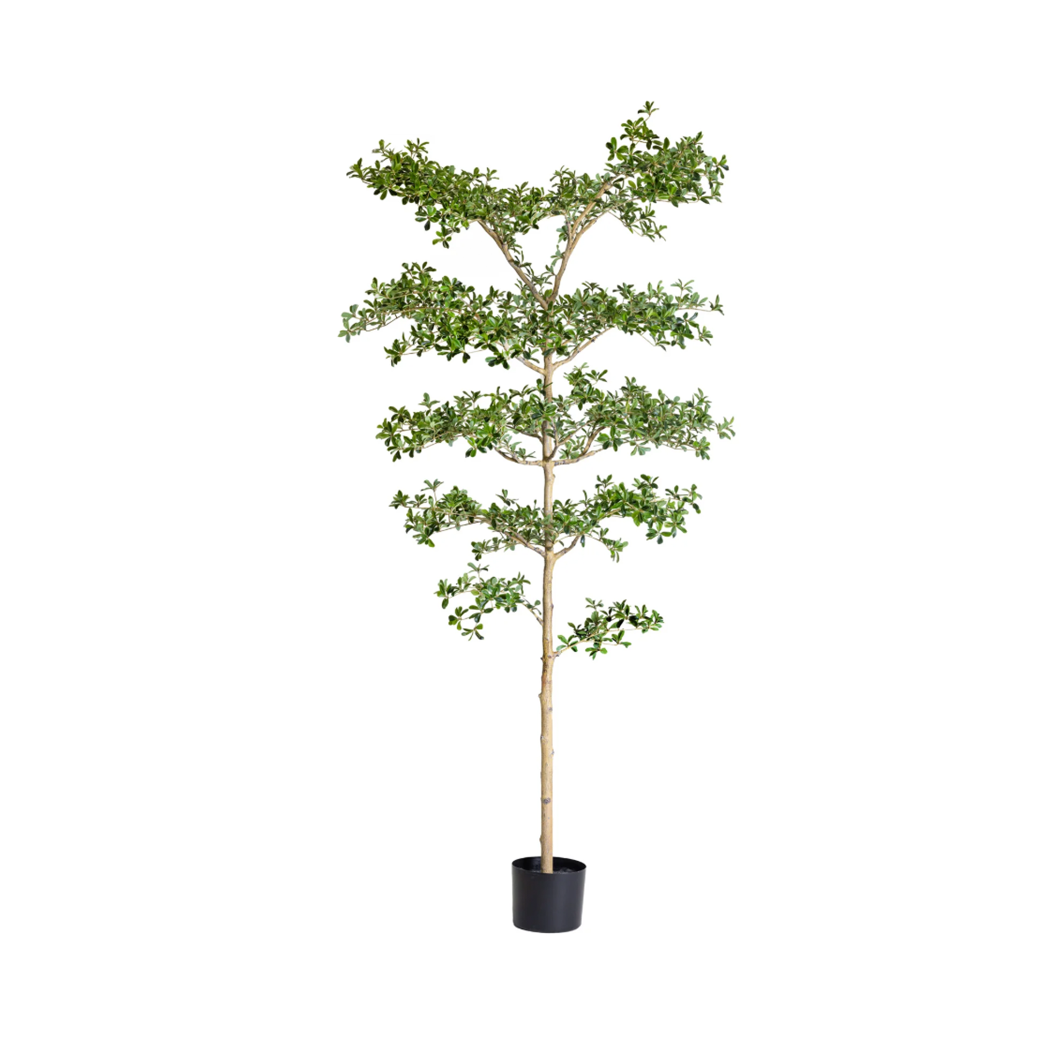 6' Shady Lady Black Olive Tree