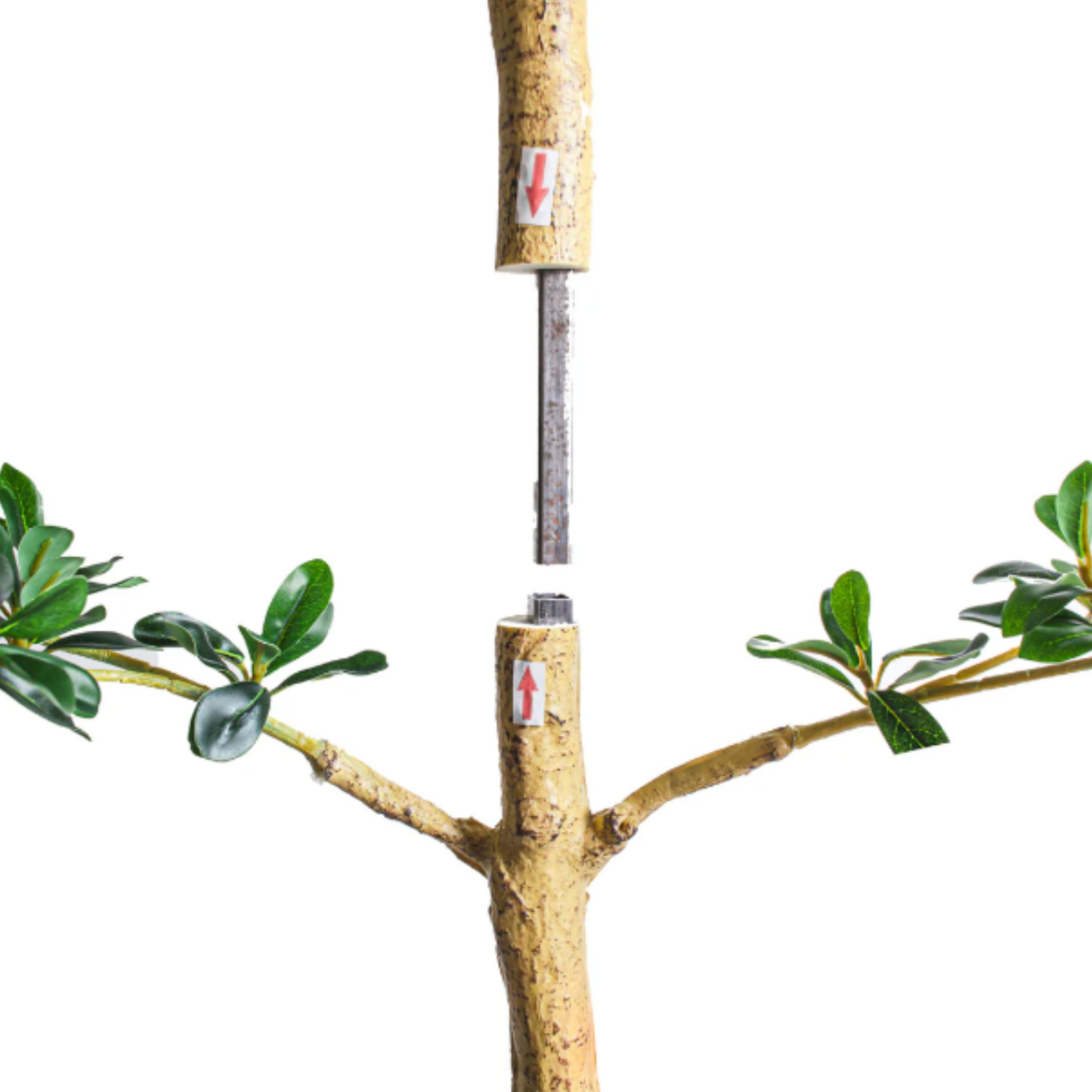 6' Shady Lady Black Olive Tree