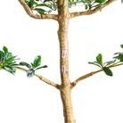 6' Shady Lady Black Olive Tree