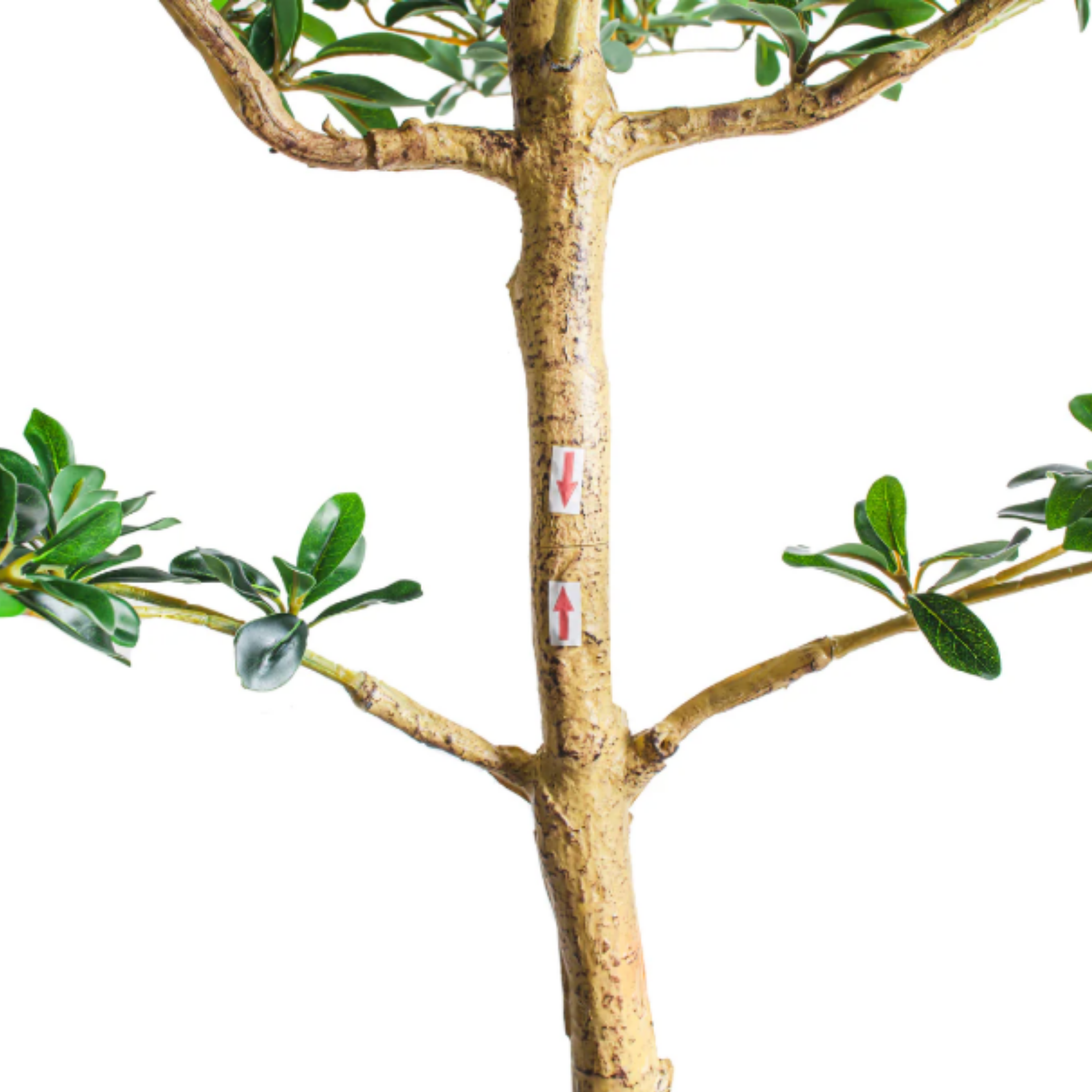 6' Shady Lady Black Olive Tree