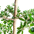 6' Shady Lady Black Olive Tree