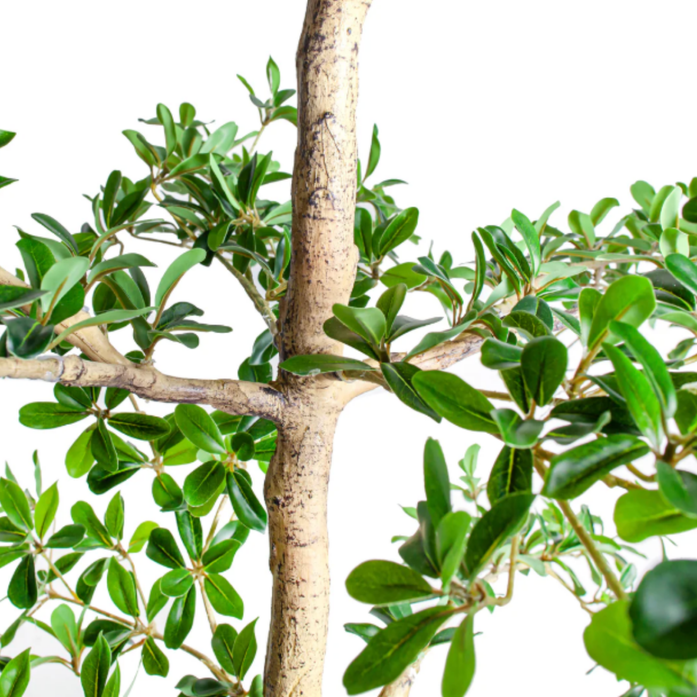 6' Shady Lady Black Olive Tree