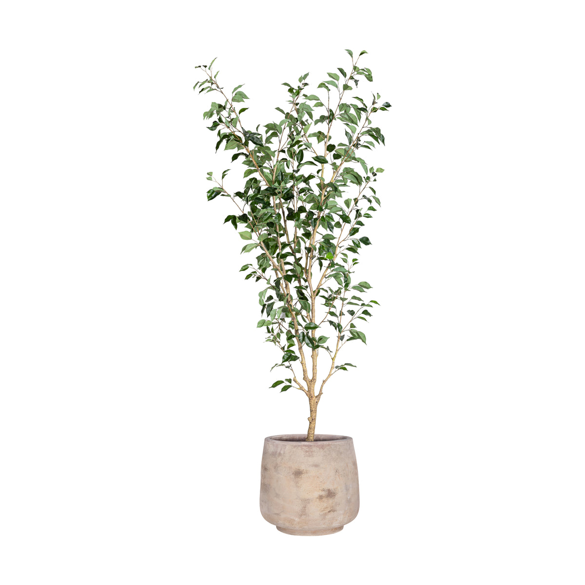 6' Benjamina Ficus in Dante Planter - Pure Salt Shoppe