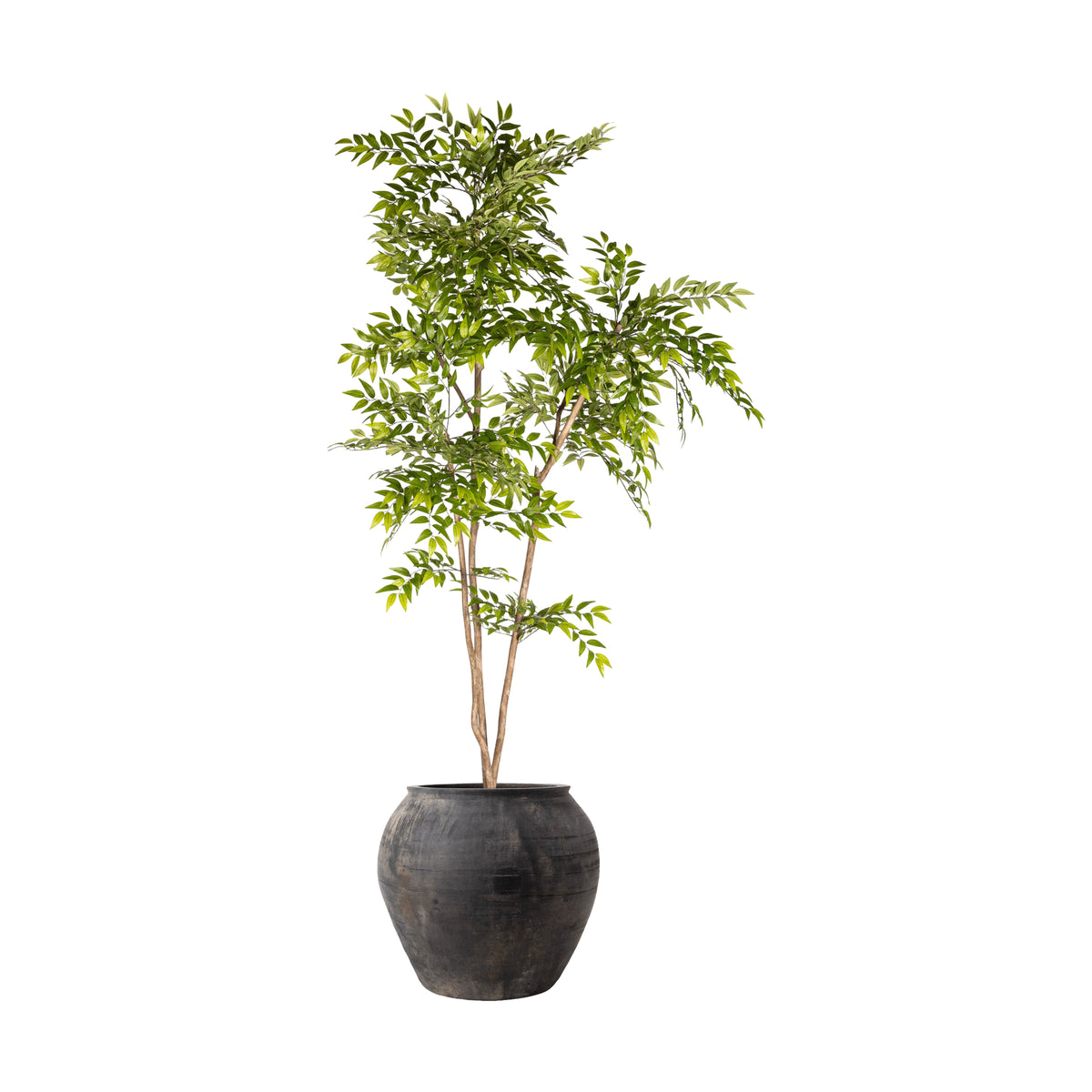 8' French Ficus in Vintage Clay Planter  -Pure Salt Shoppe