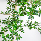 9' Shady Lady Black Olive Tree