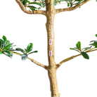 9' Shady Lady Black Olive Tree