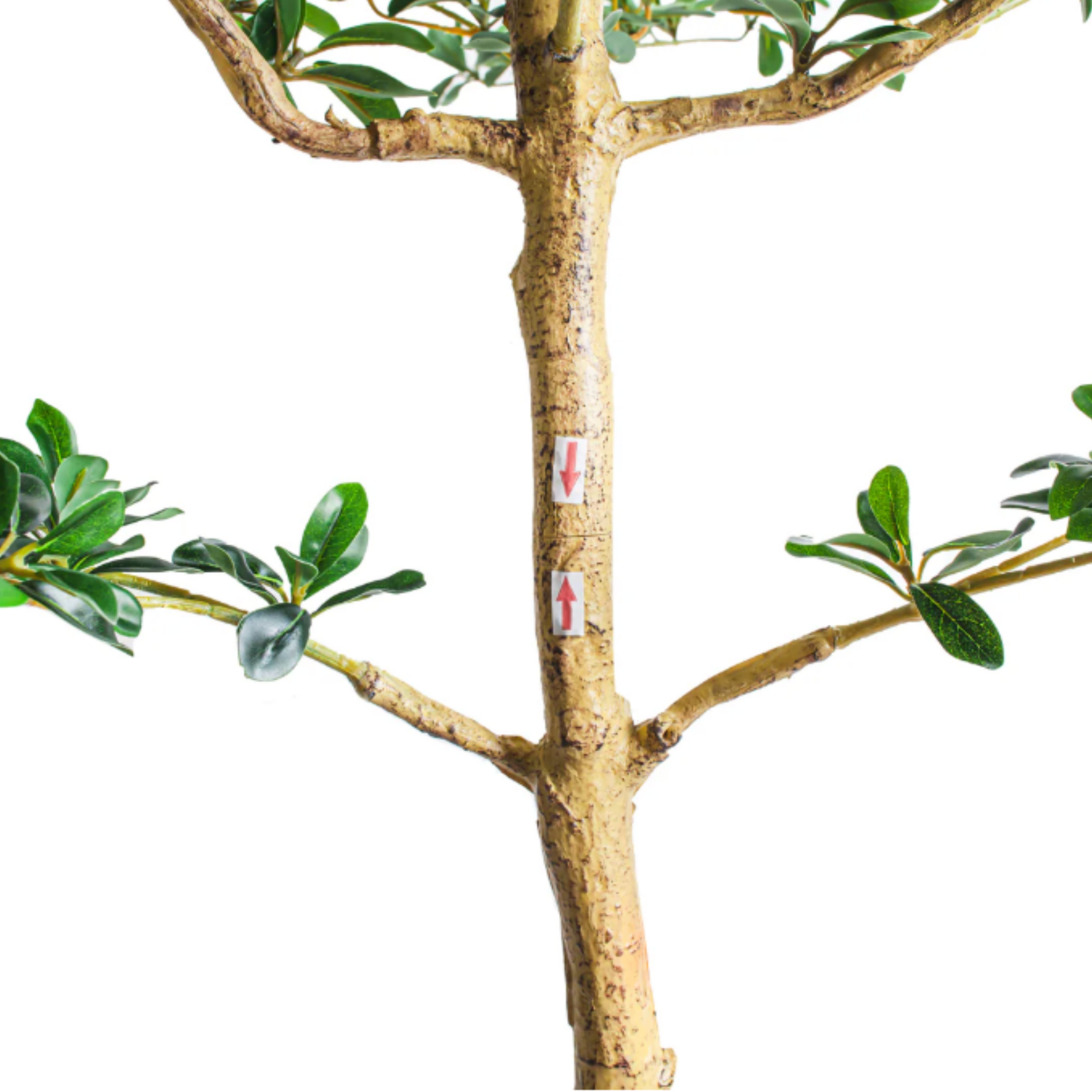 9' Shady Lady Black Olive Tree