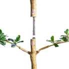 9' Shady Lady Black Olive Tree