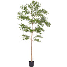 9' Shady Lady Black Olive Tree