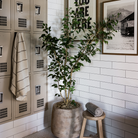 6' Benjamina Ficus in Dante Planter - Pure Salt Shoppe