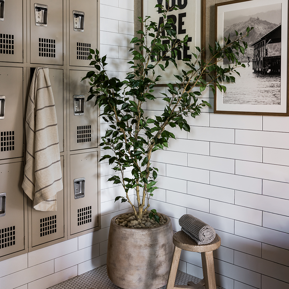 6' Benjamina Ficus in Dante Planter - Pure Salt Shoppe
