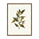 Branch Drawing